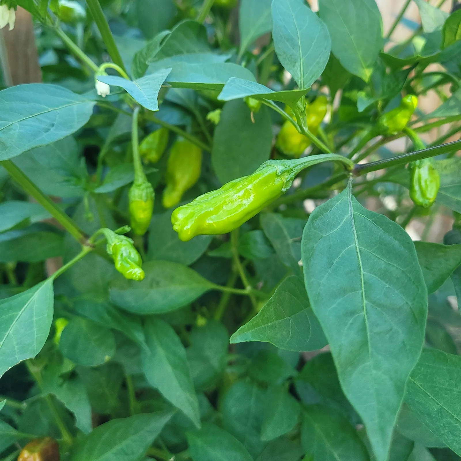 Italian Pepperoncini Seeds - Image 2