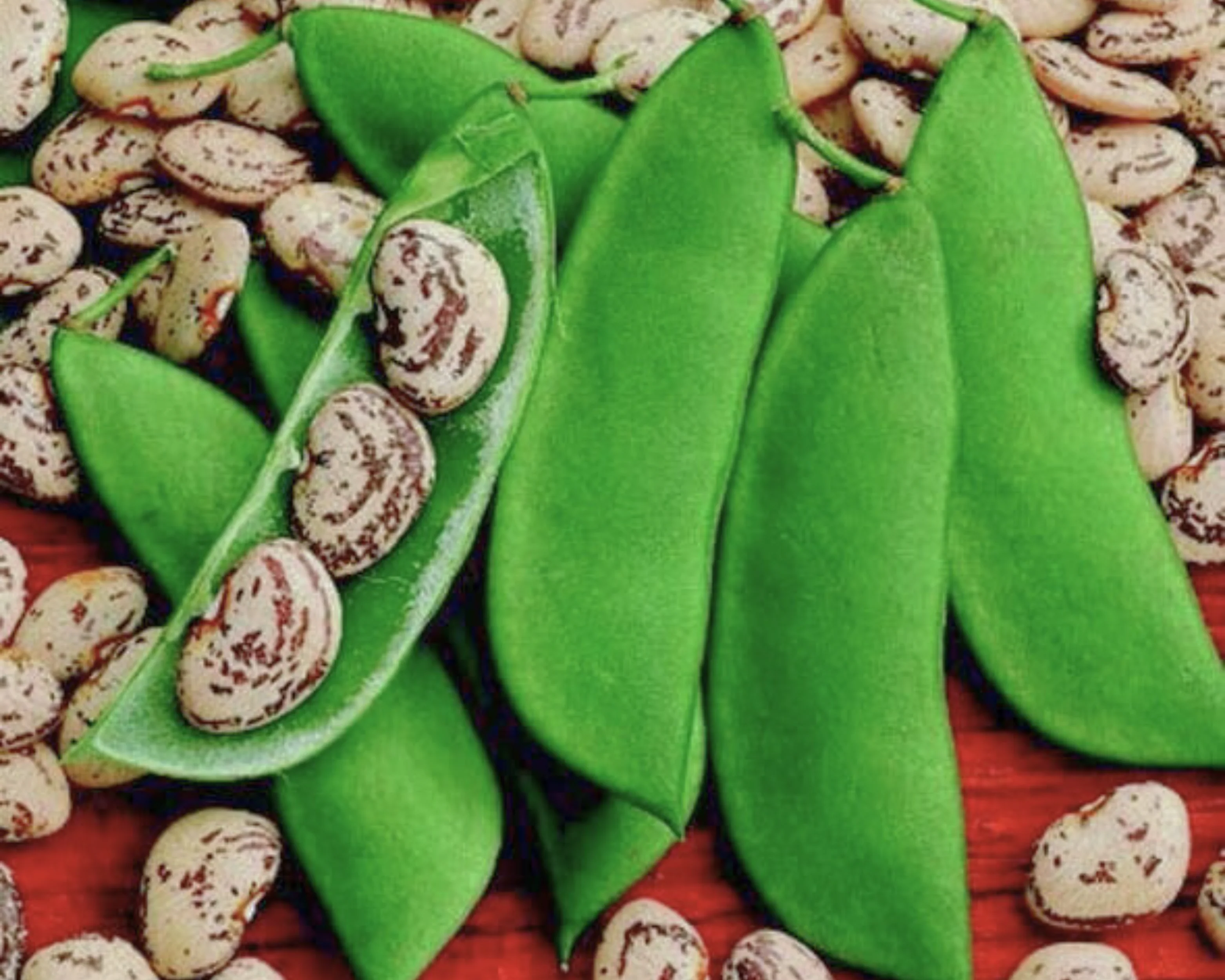 Jackson Wonder Bean - Image 2
