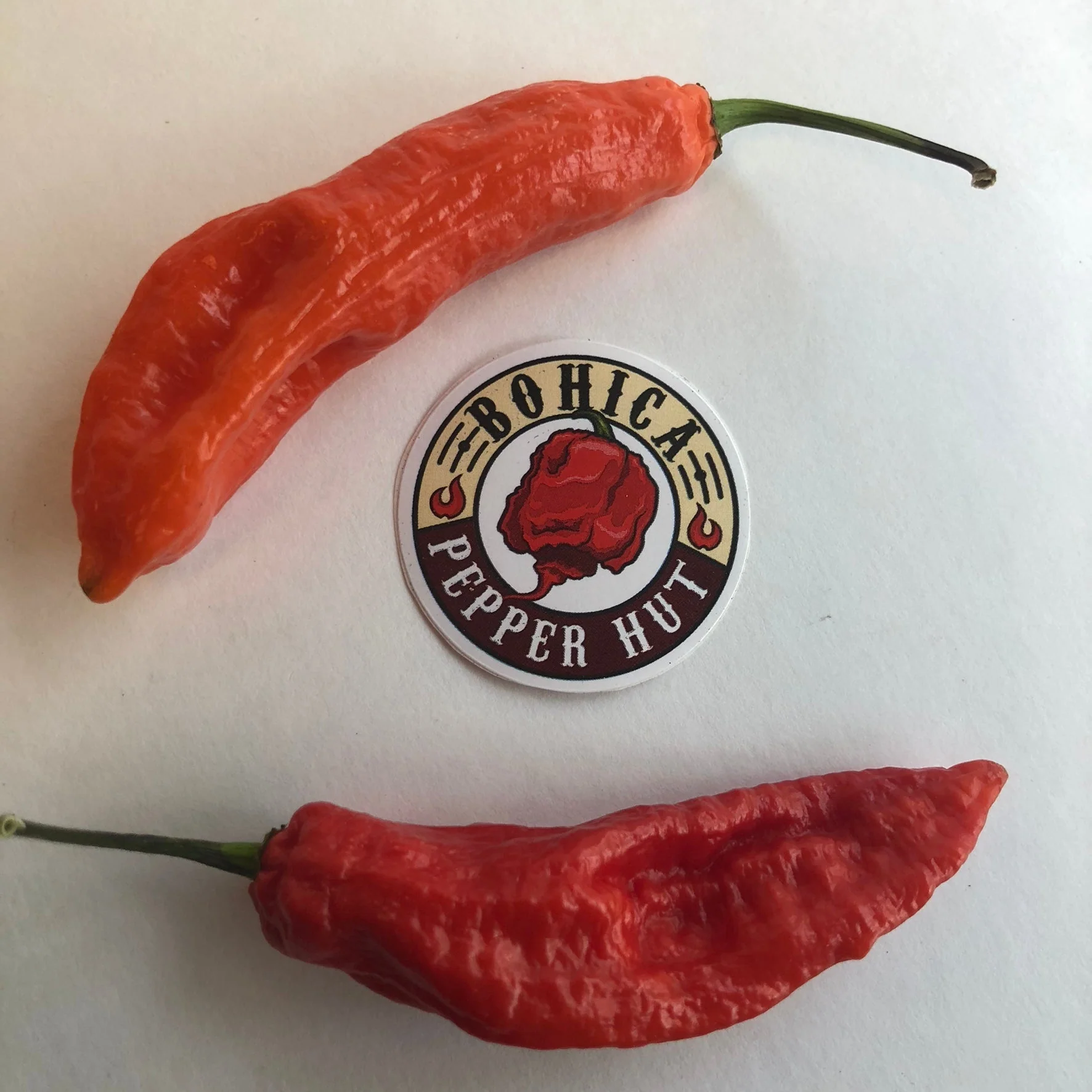Jalapeno Ghostly - Seeds - Image 2