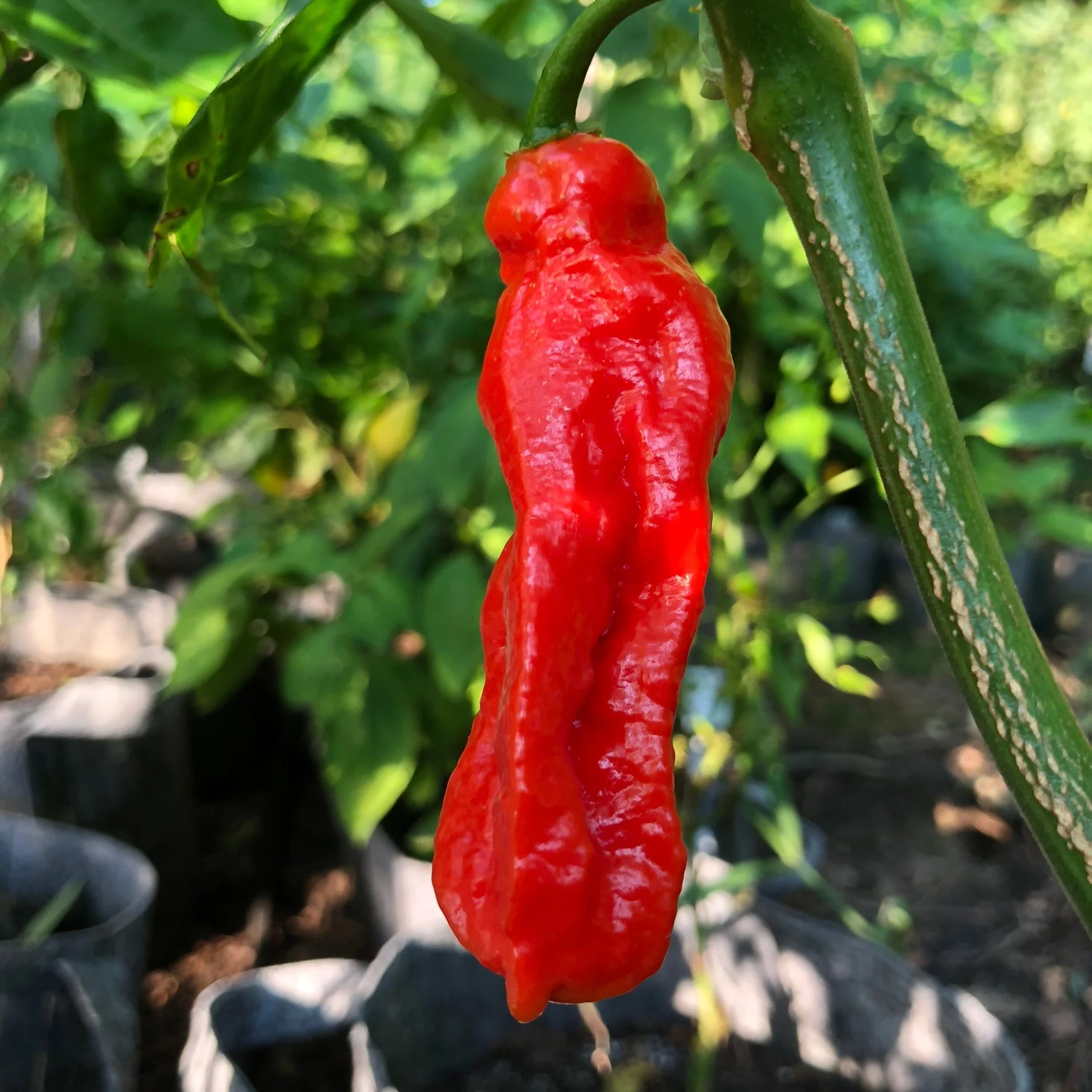 Jalapeno Ghostly - Seeds - Image 3