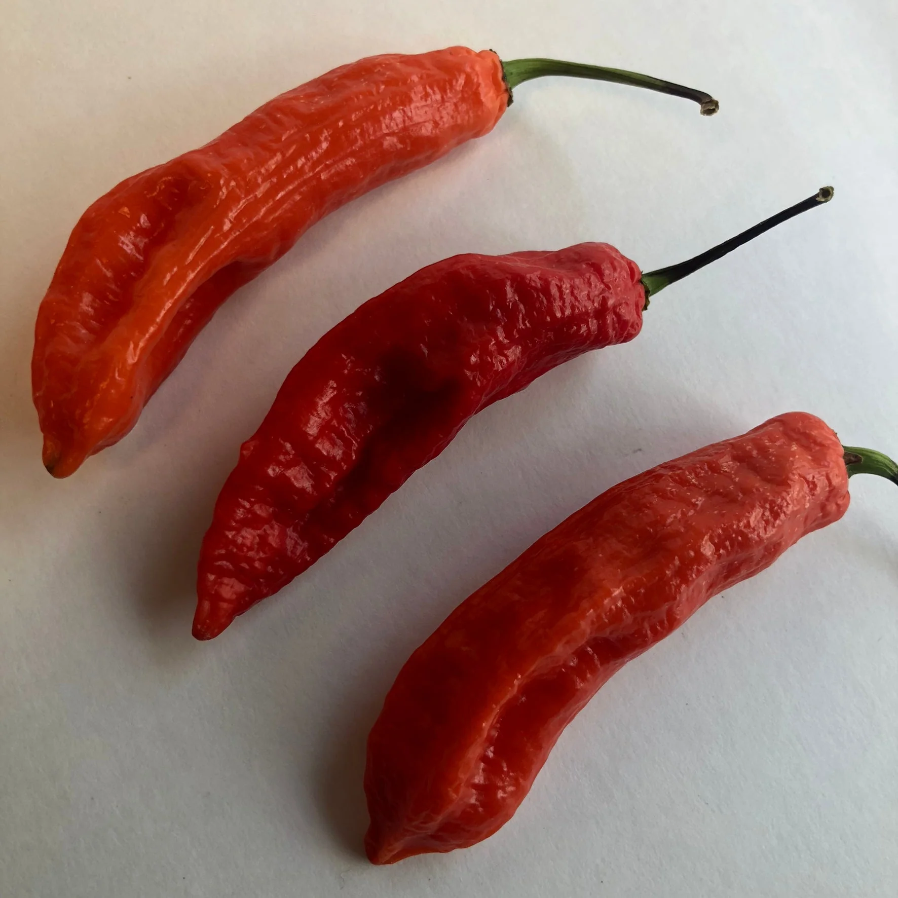 Jalapeno Ghostly - Seeds - Image 4