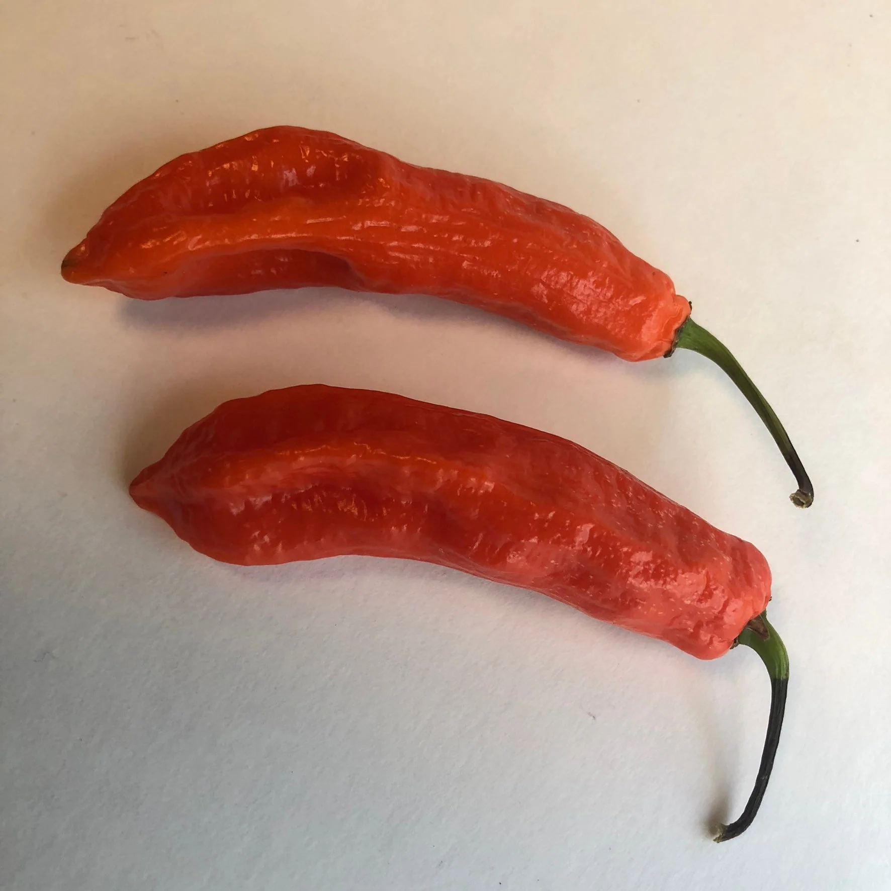 Jalapeno Ghostly - Seeds - Image 5