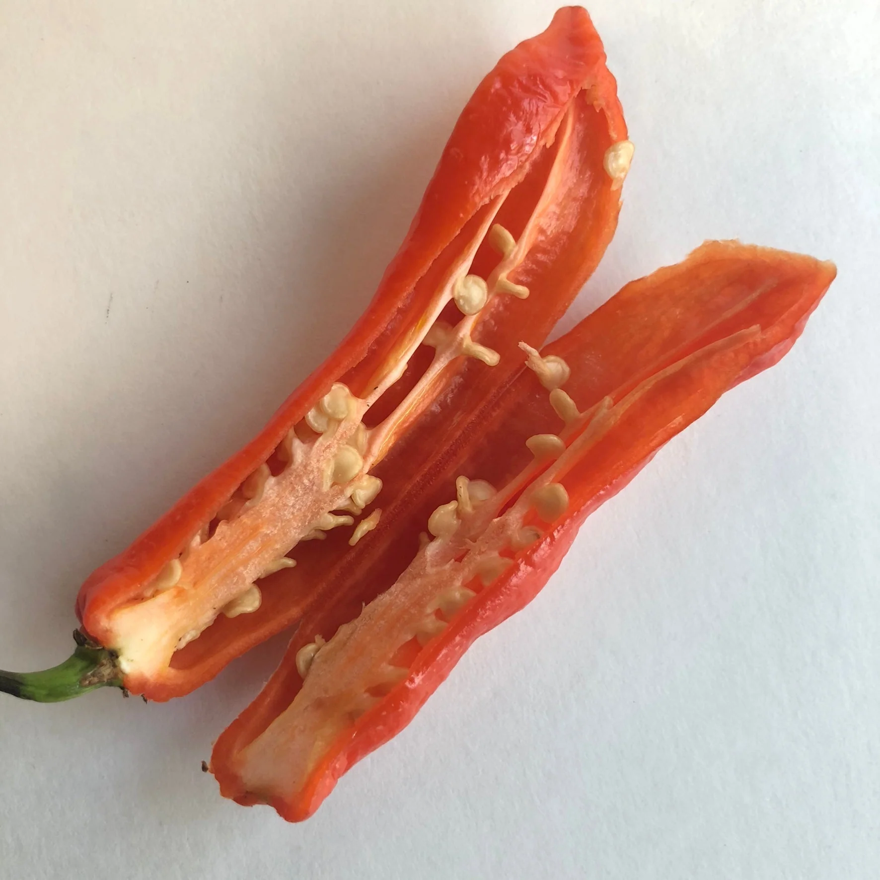 Jalapeno Ghostly - Seeds - Image 6