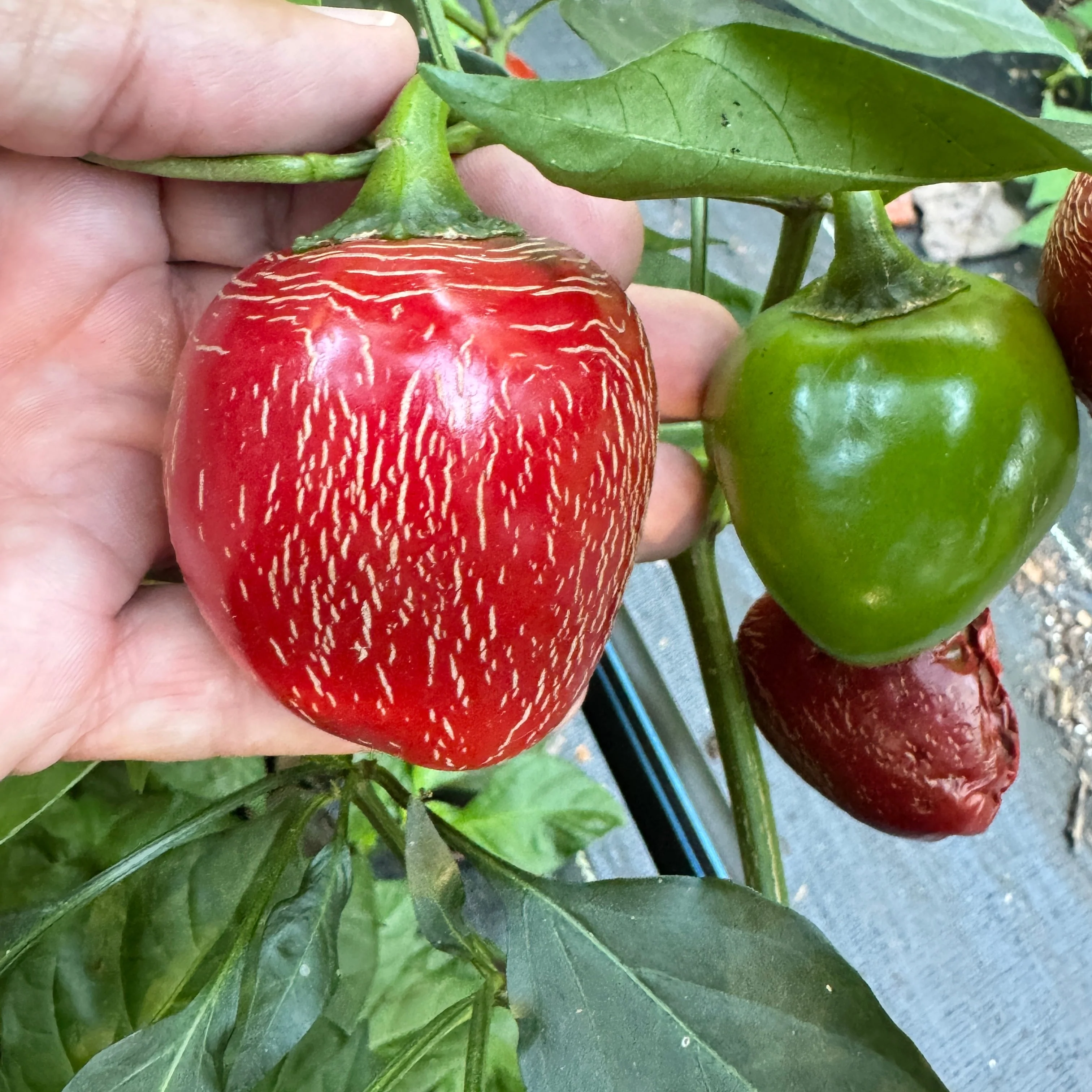 Jalapeño M- Cherry Bomb - Seeds - Image 2