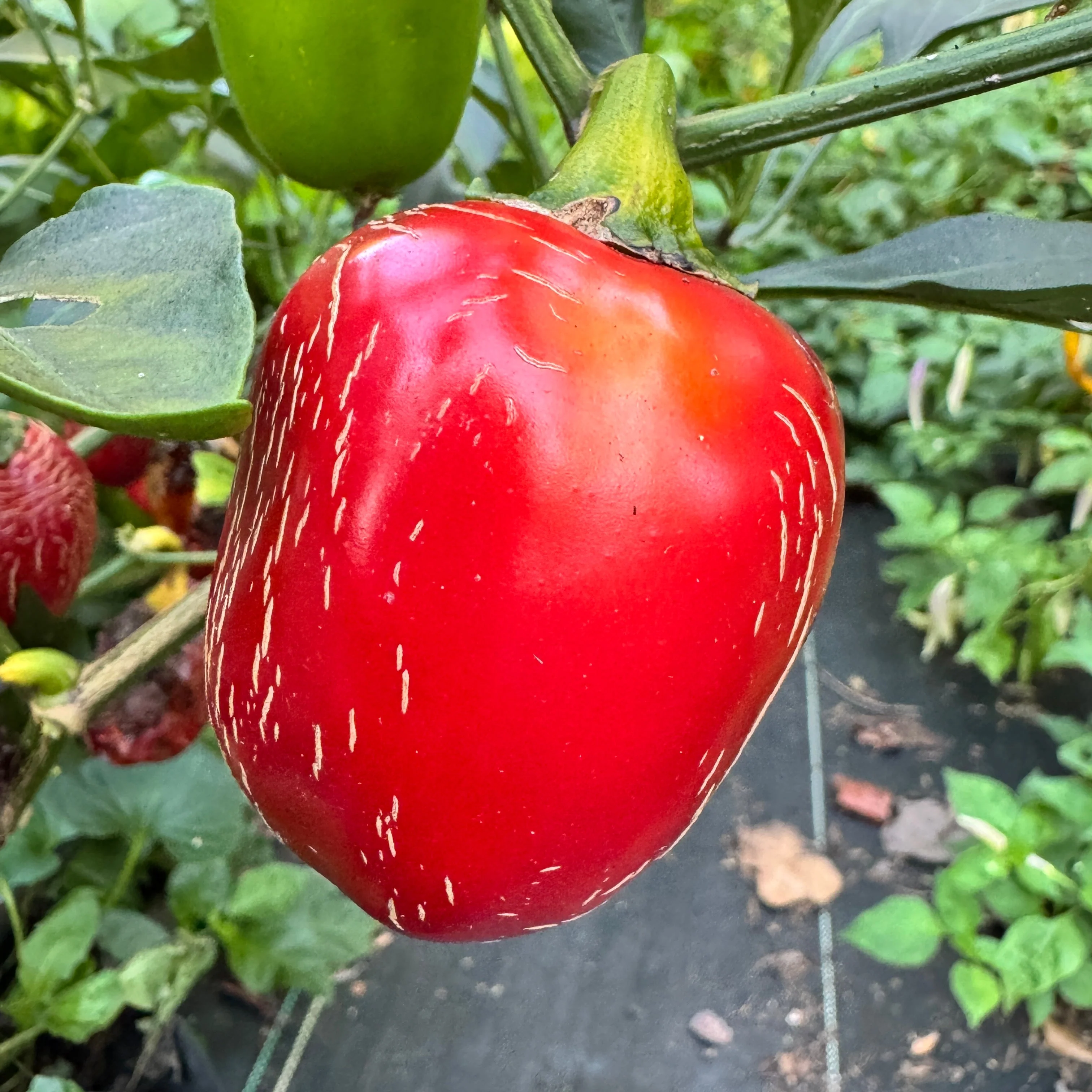 Jalapeño M- Cherry Bomb - Seeds - Image 3