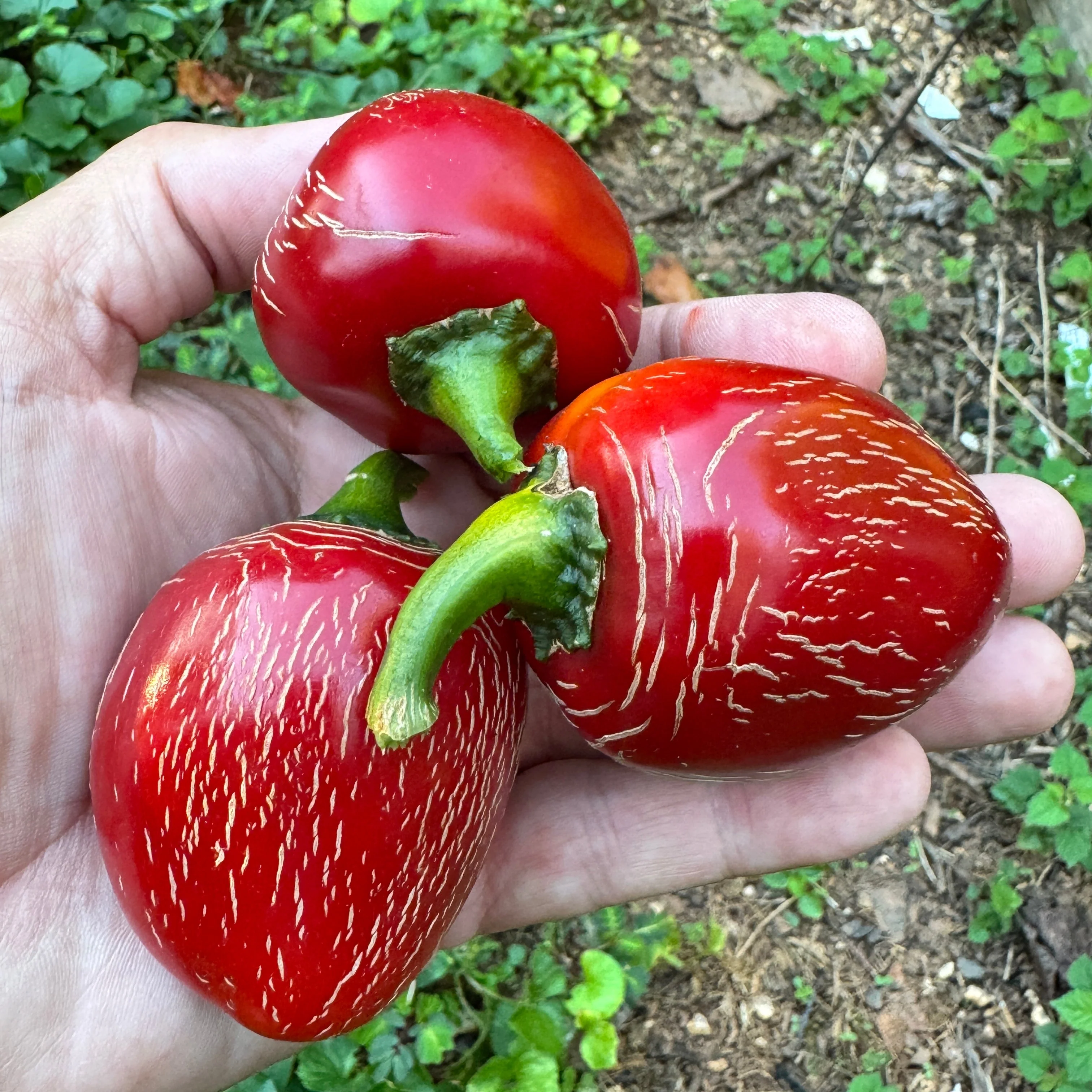 Jalapeño M- Cherry Bomb - Seeds - Image 4