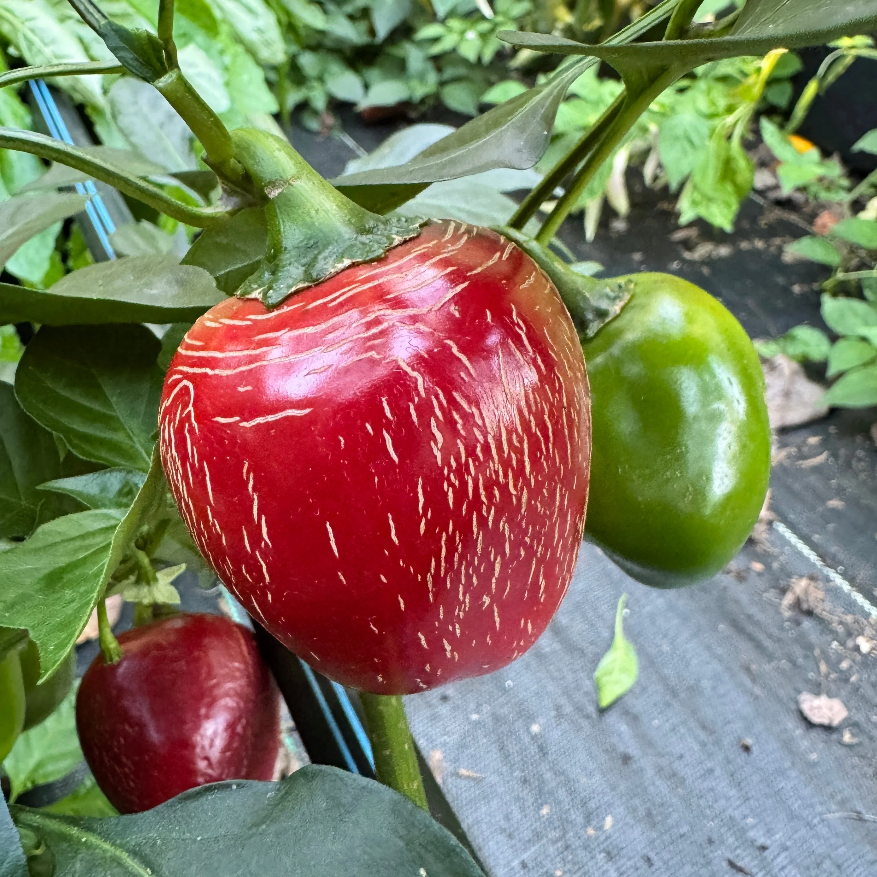 Jalapeño M- Cherry Bomb - Seeds - Image 5