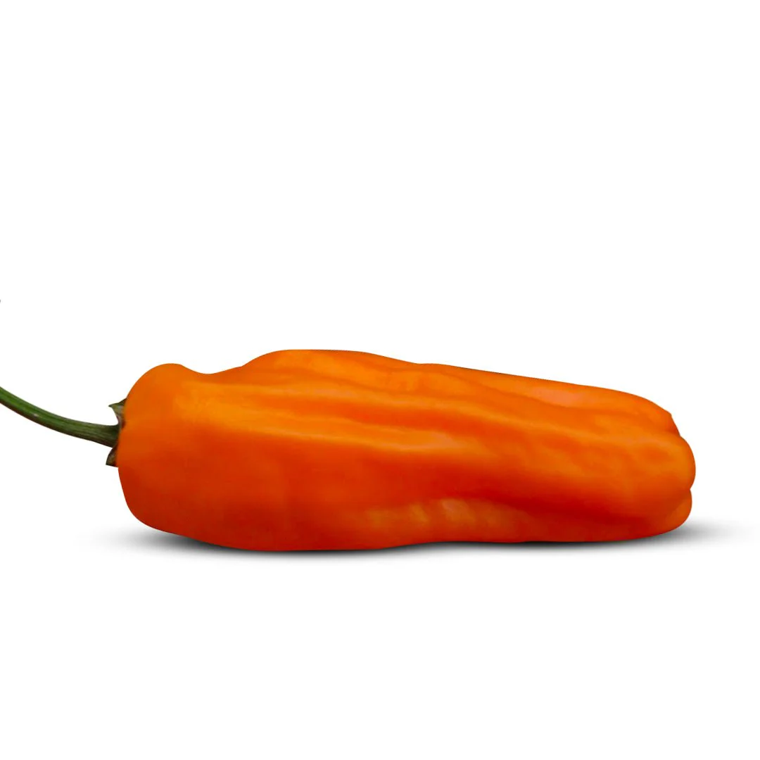 Jalapeno Orange Spice Pepper Seeds - Image 2