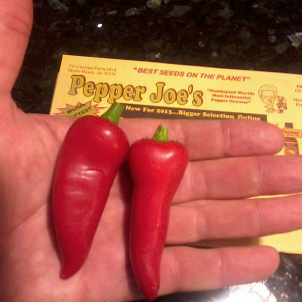 Jalapeno Pepper - Early Seeds - Image 2