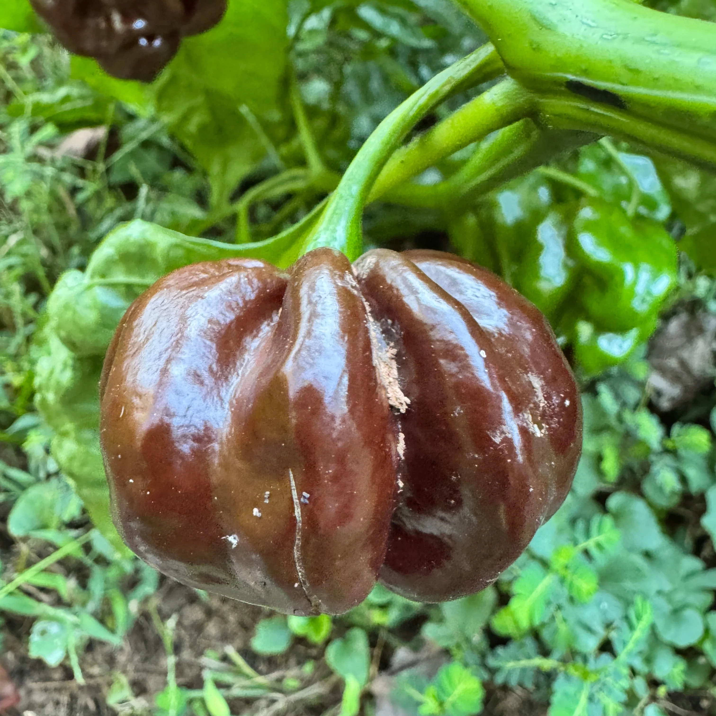 Jamaican Hot Chocolate - Seeds - Image 2