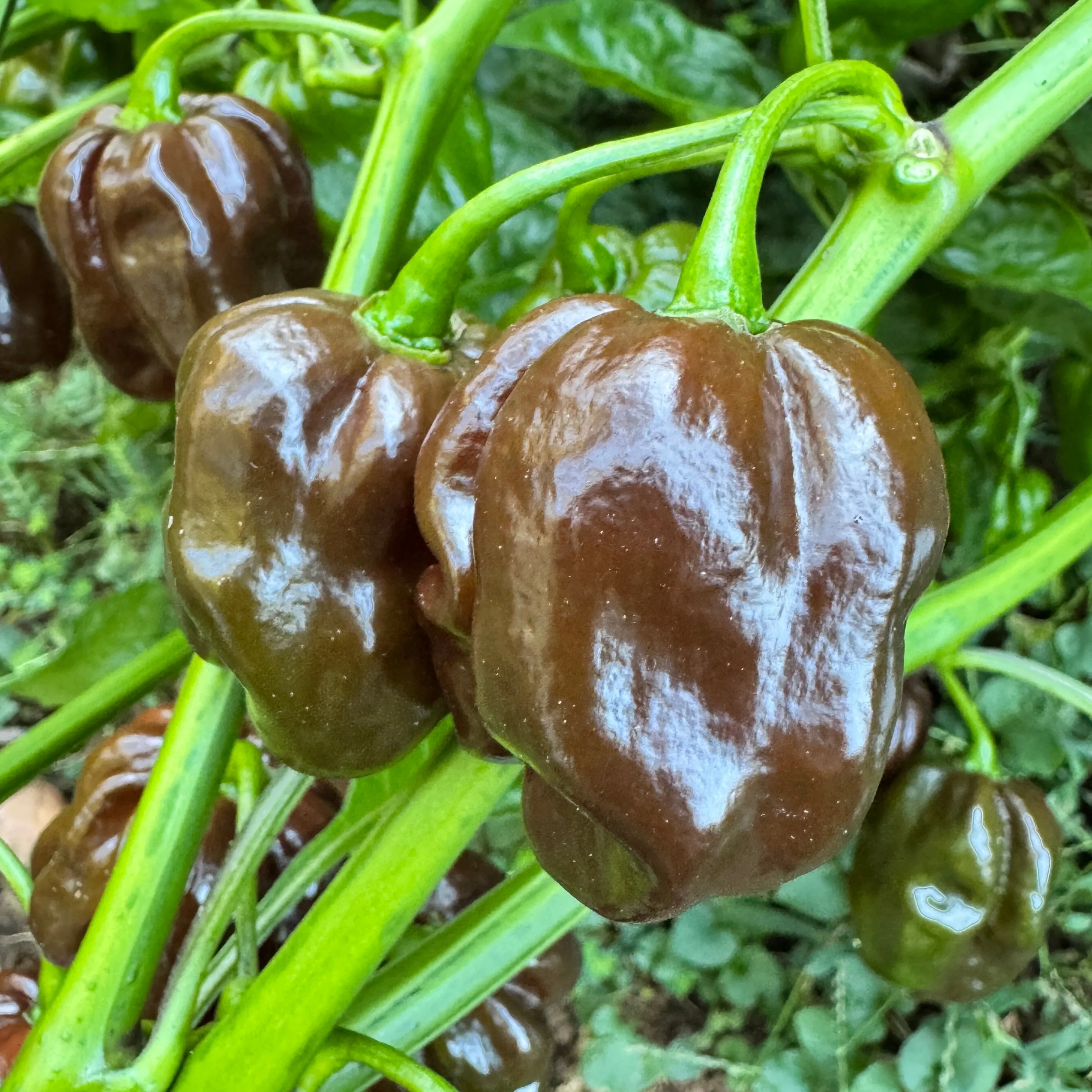 Jamaican Hot Chocolate - Seeds - Image 3