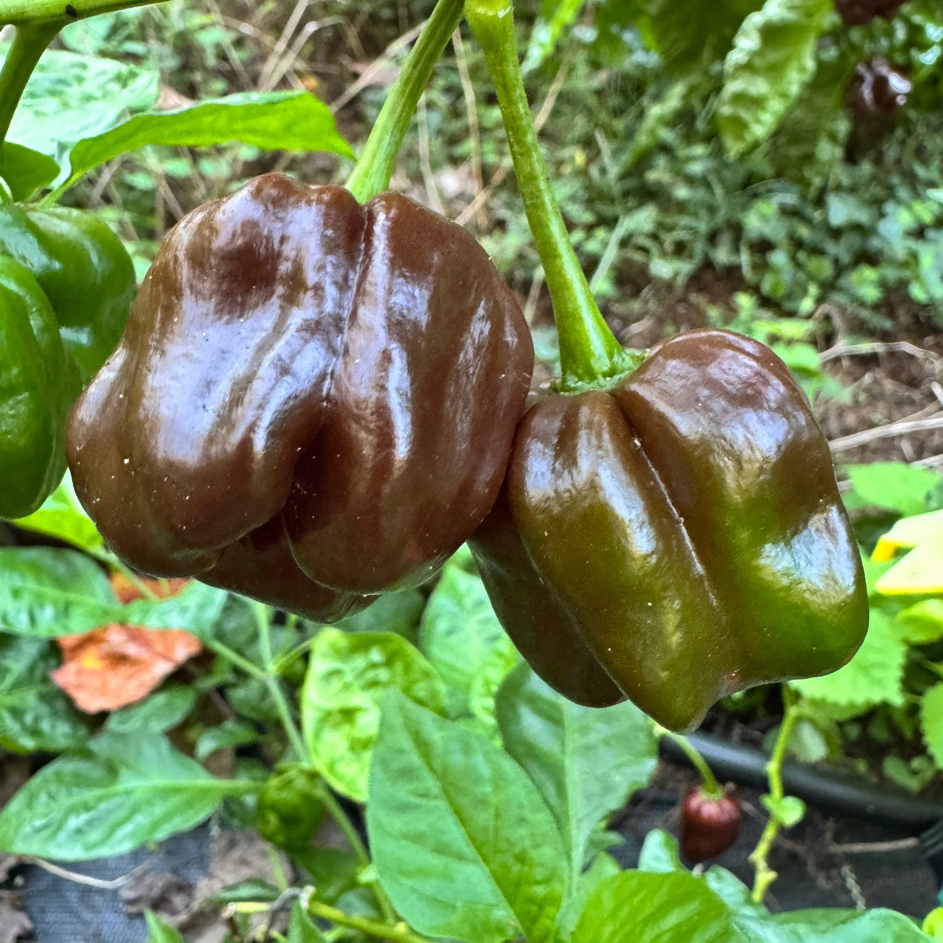 Jamaican Hot Chocolate - Seeds - Image 5