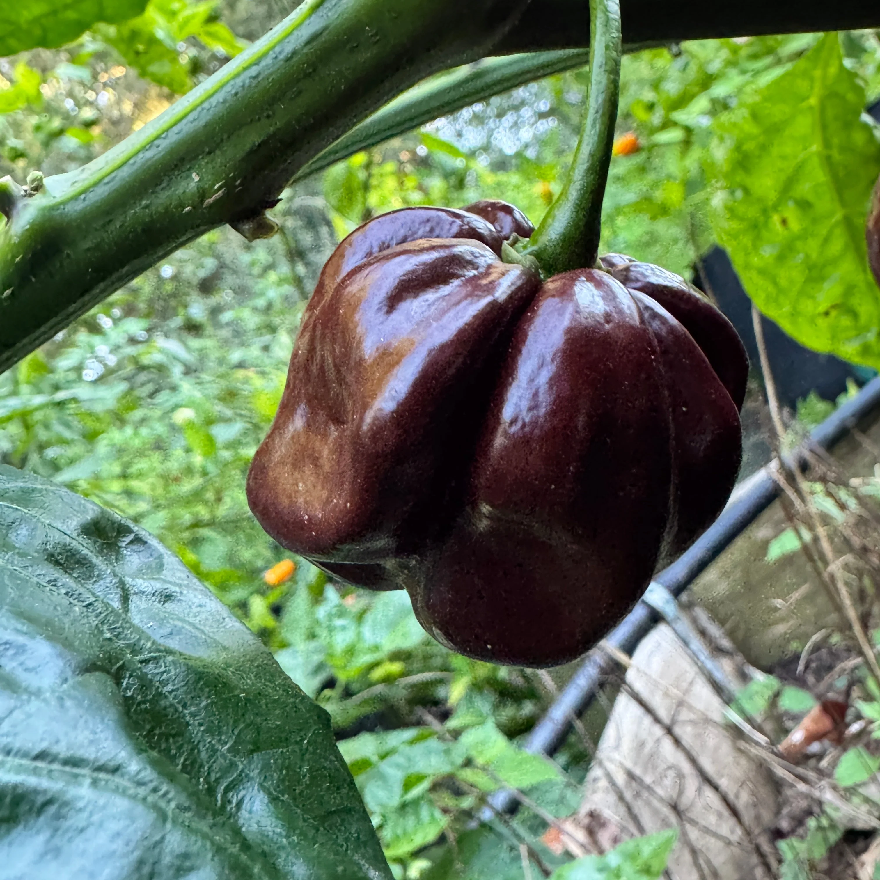 Jamaican Hot Chocolate - Seeds - Image 6