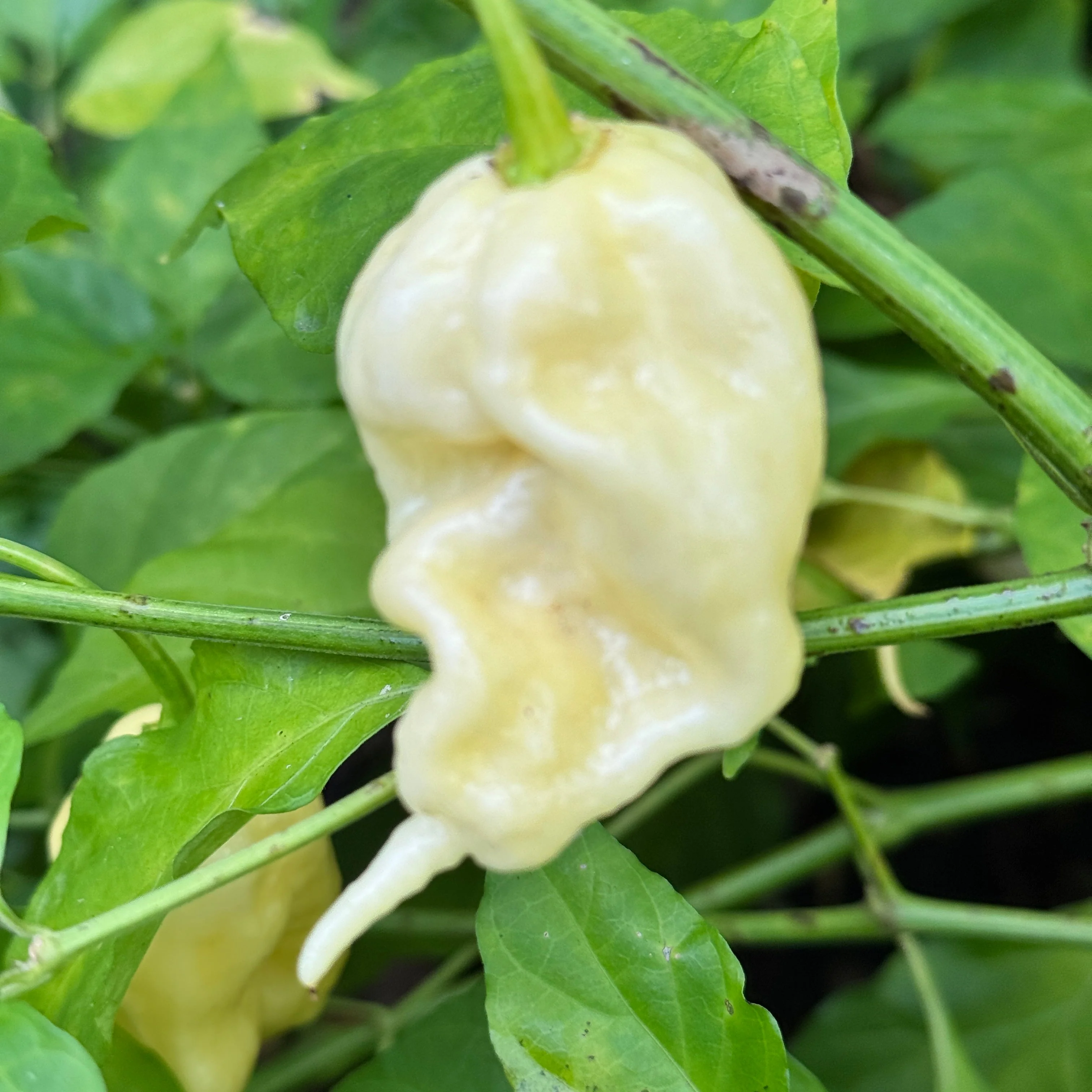 Jay’s White Ghost Scorpion - Seeds - Image 2