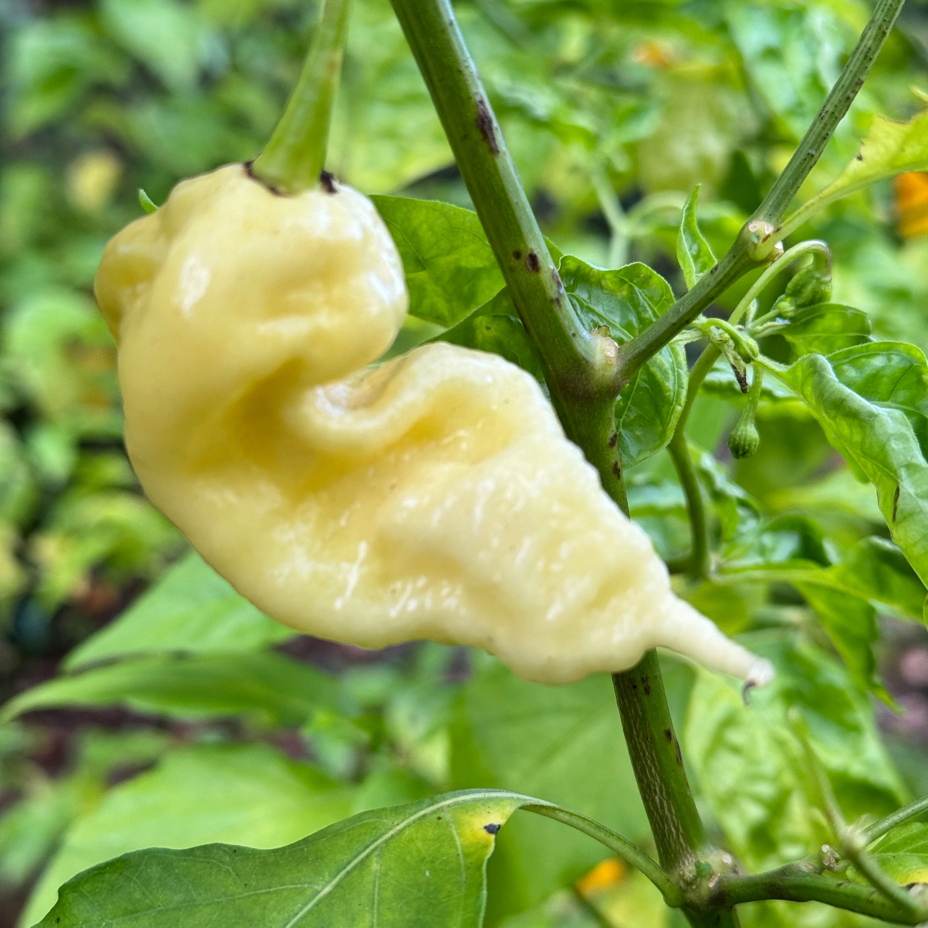 Jay’s White Ghost Scorpion - Seeds - Image 3