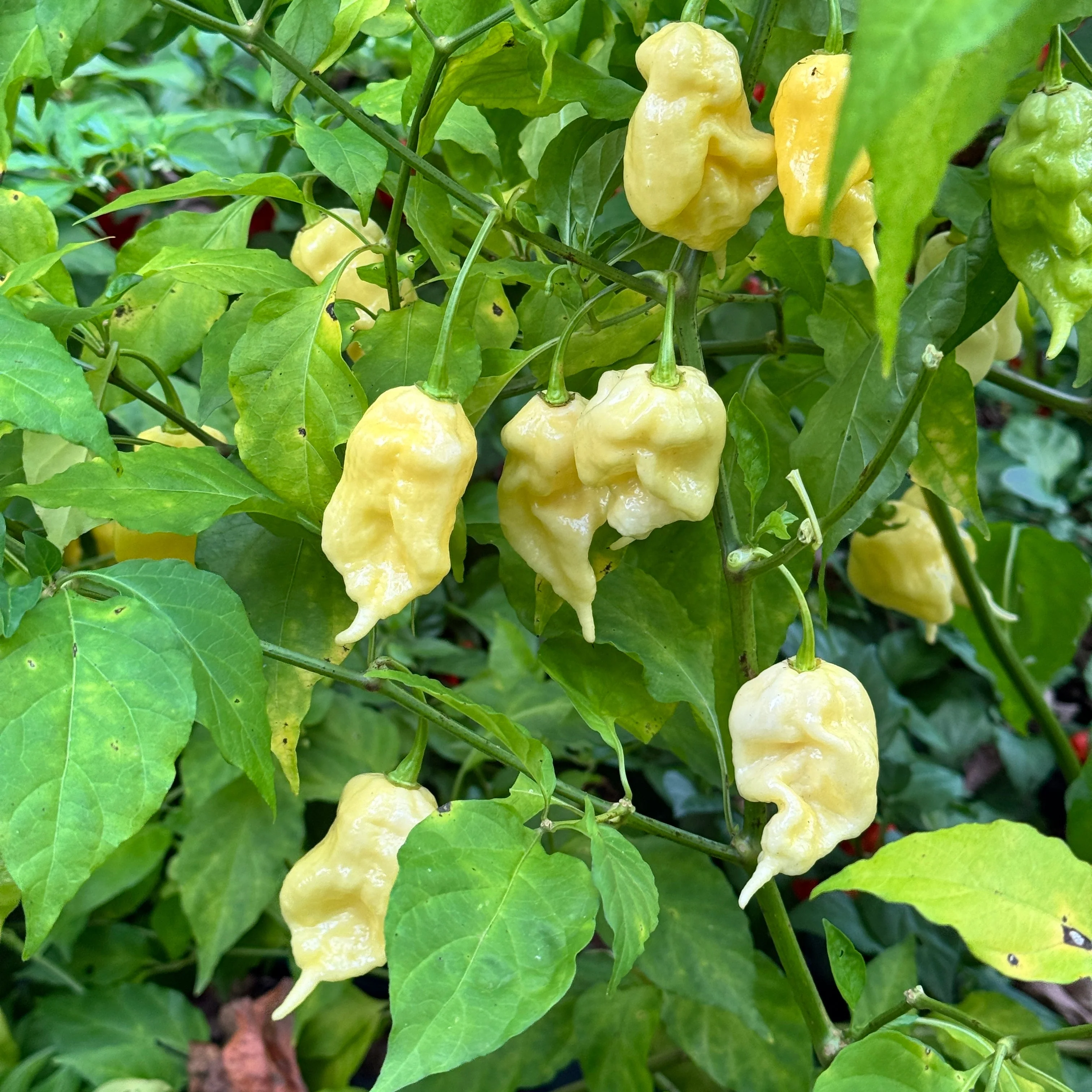 Jay’s White Ghost Scorpion - Seeds - Image 4