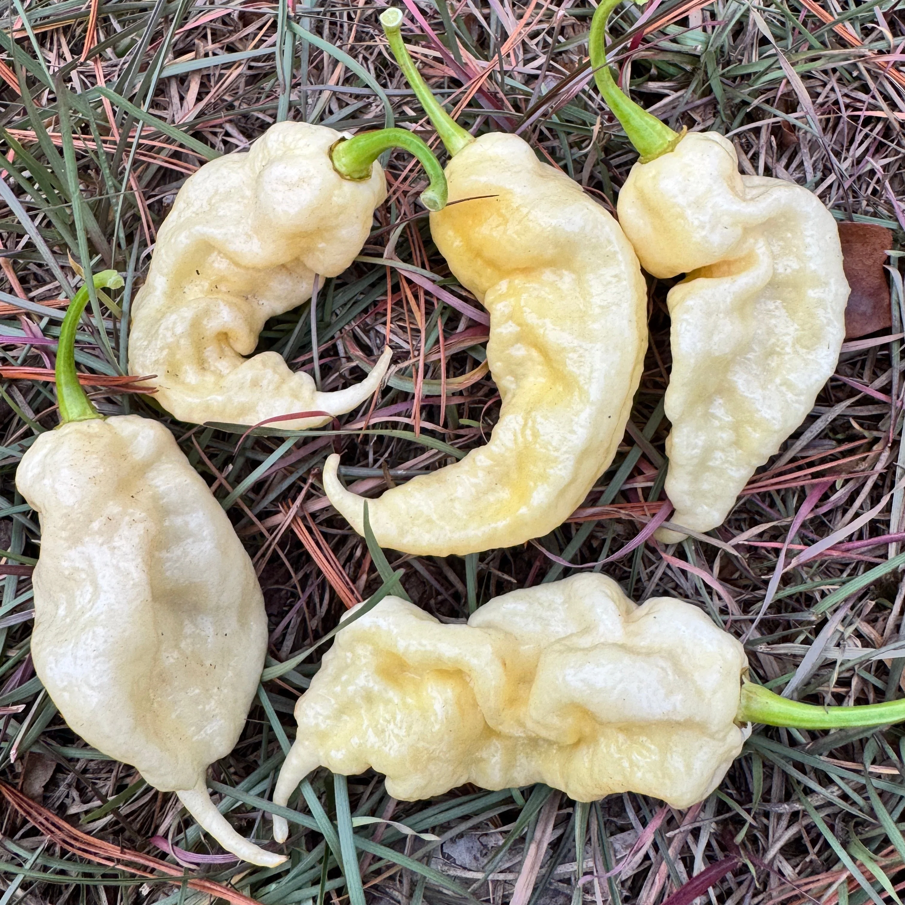Jay’s White Ghost Scorpion - Seeds - Image 5