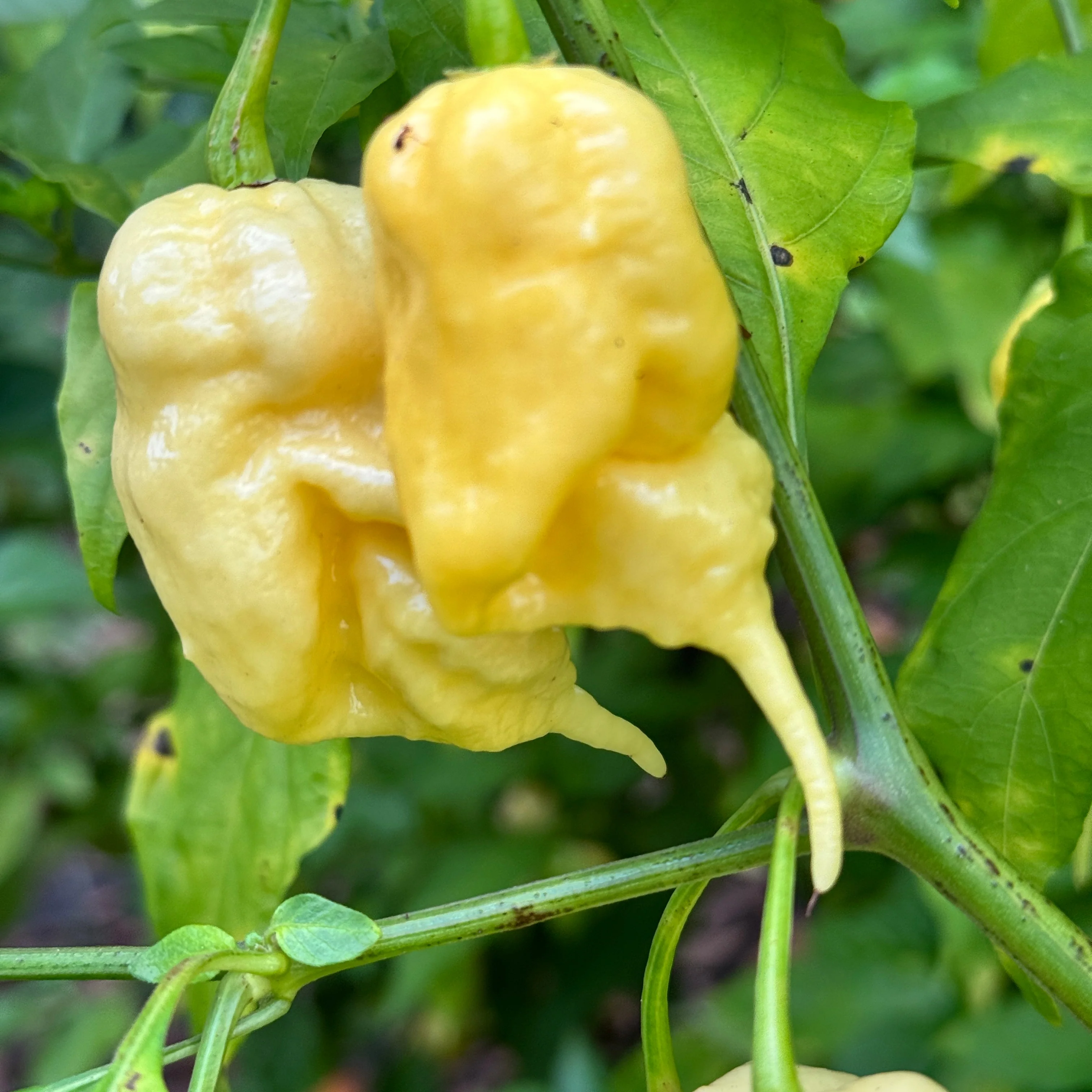 Jay’s White Ghost Scorpion - Seeds - Image 6