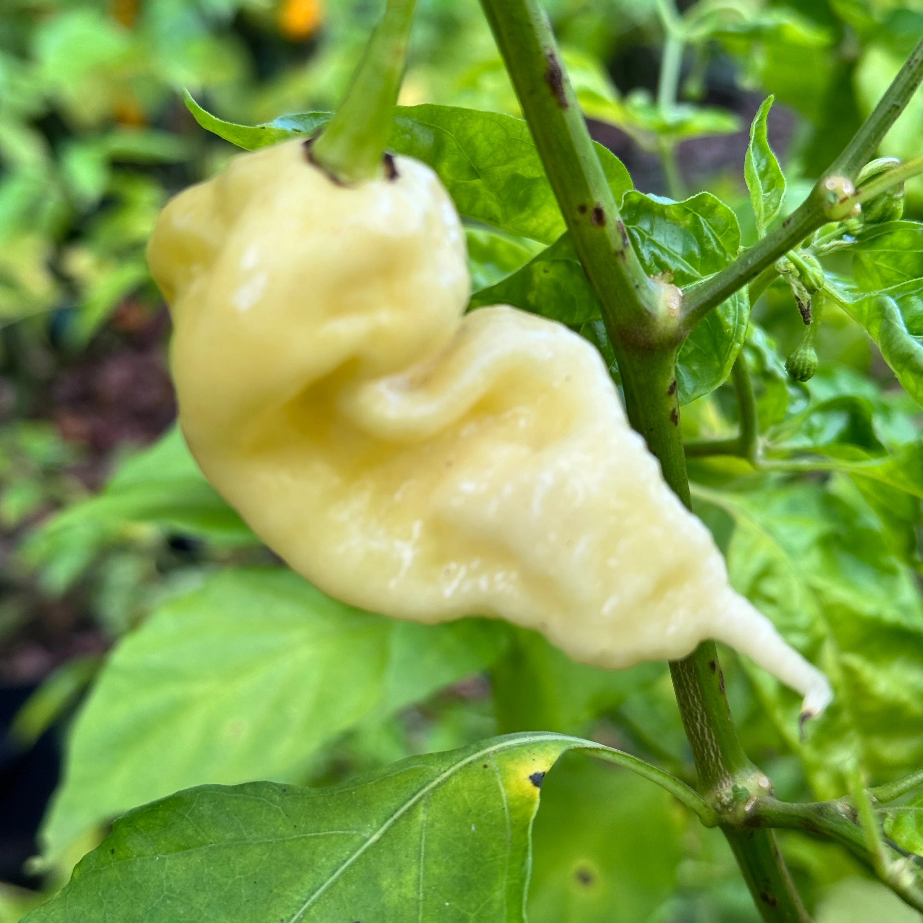 Jay’s White Ghost Scorpion - Seeds - Image 7
