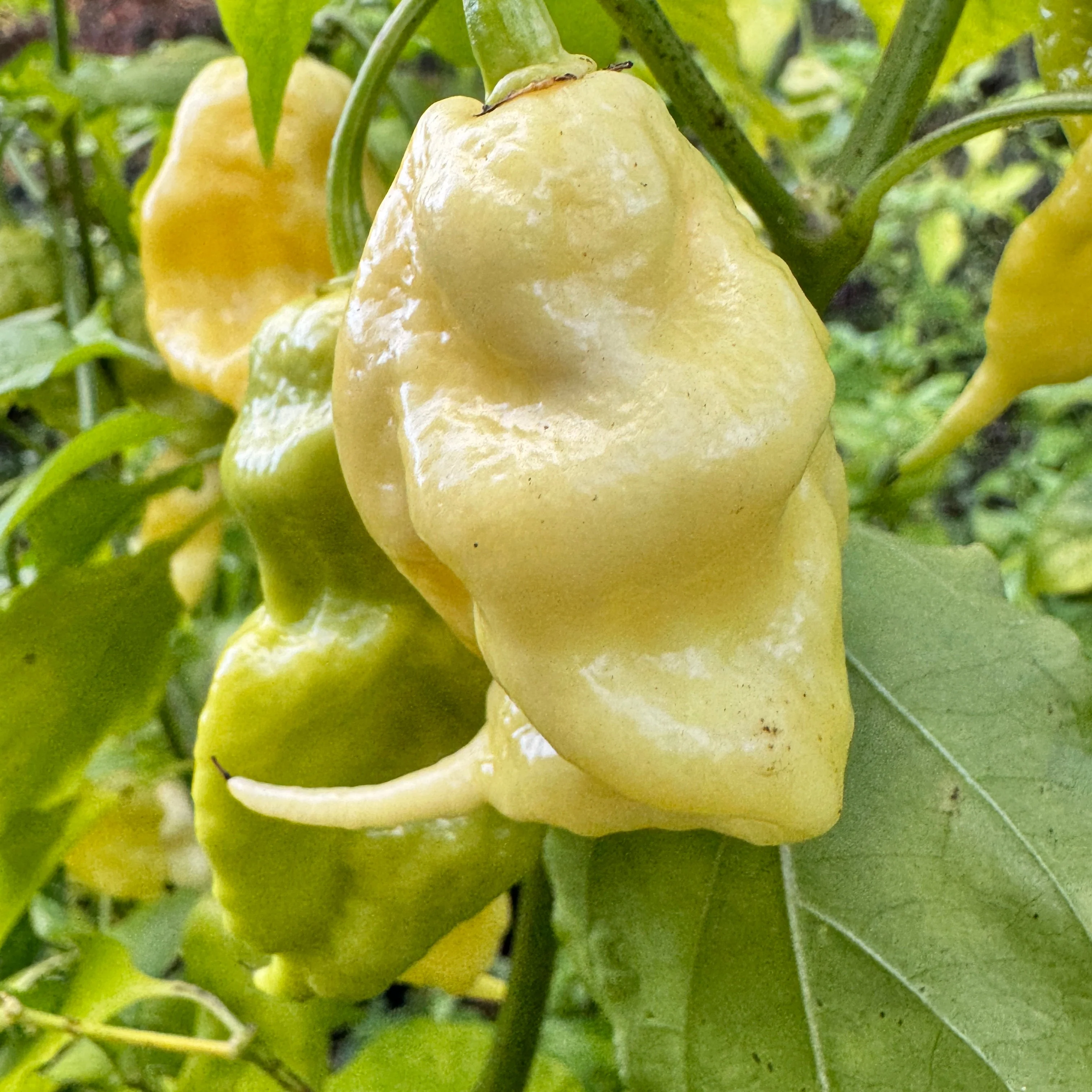 Jay’s White Ghost Scorpion - Seeds - Image 8