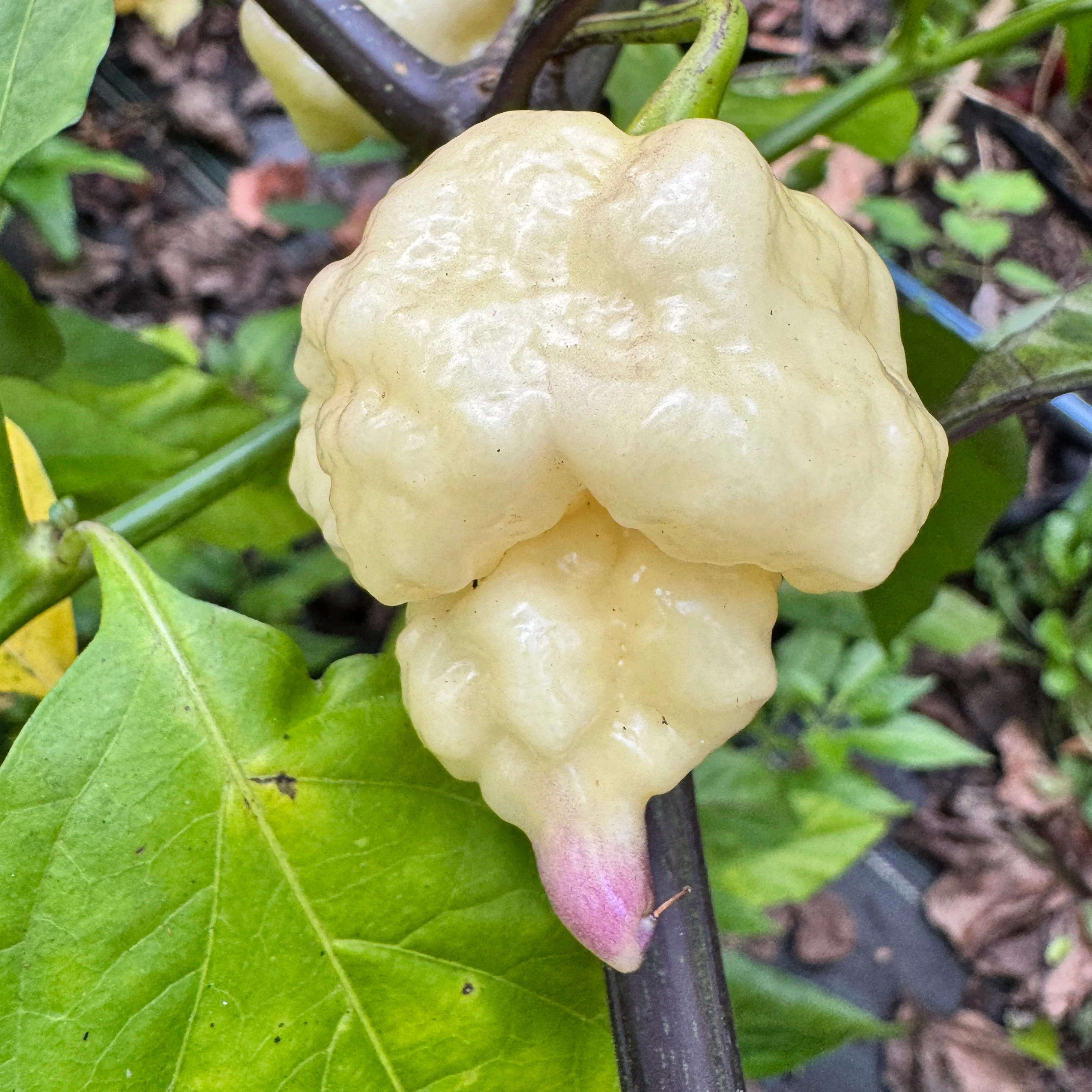 Jay’s × Pink × Reaper Lemon - Seeds - Image 2