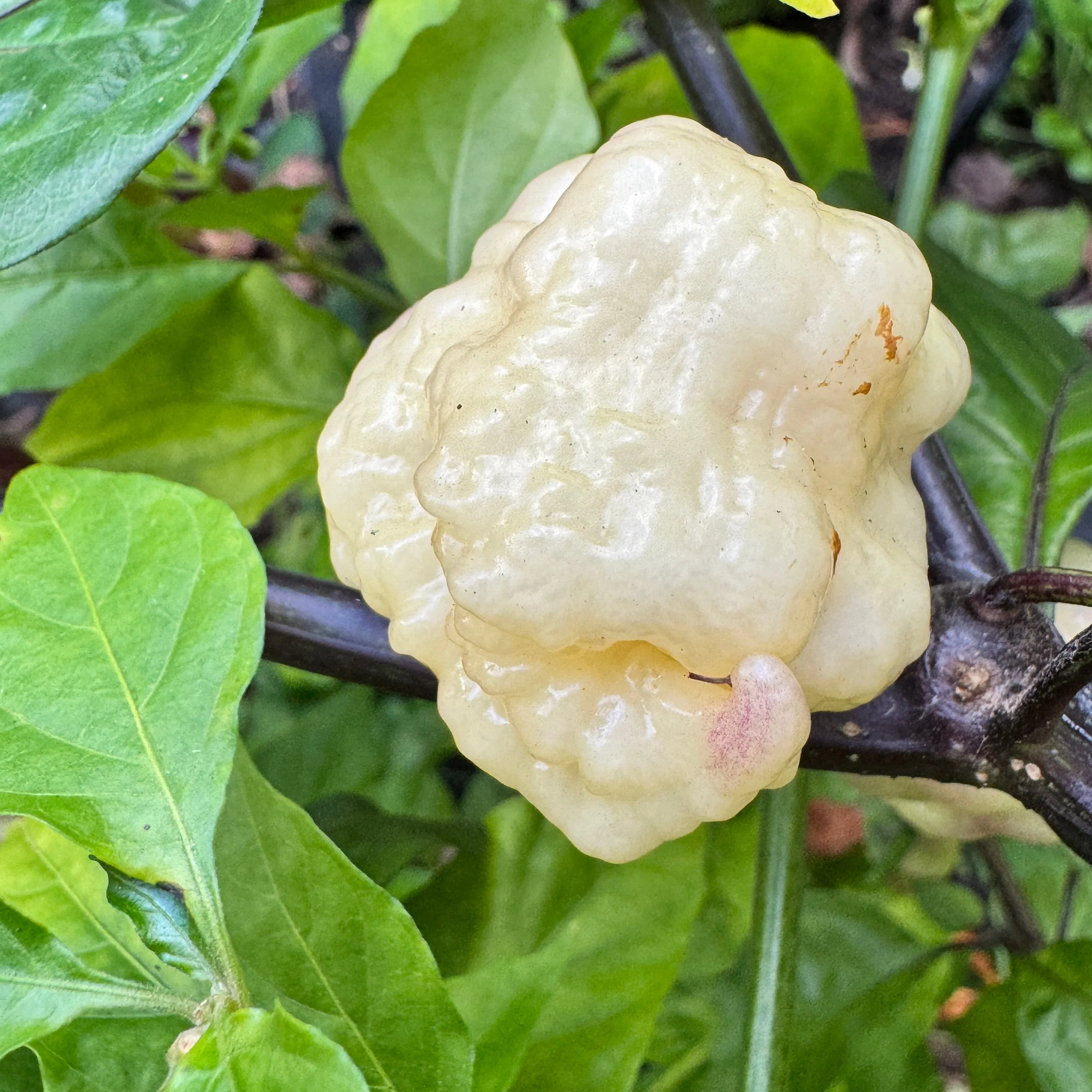 Jay’s × Pink × Reaper Lemon - Seeds - Image 3