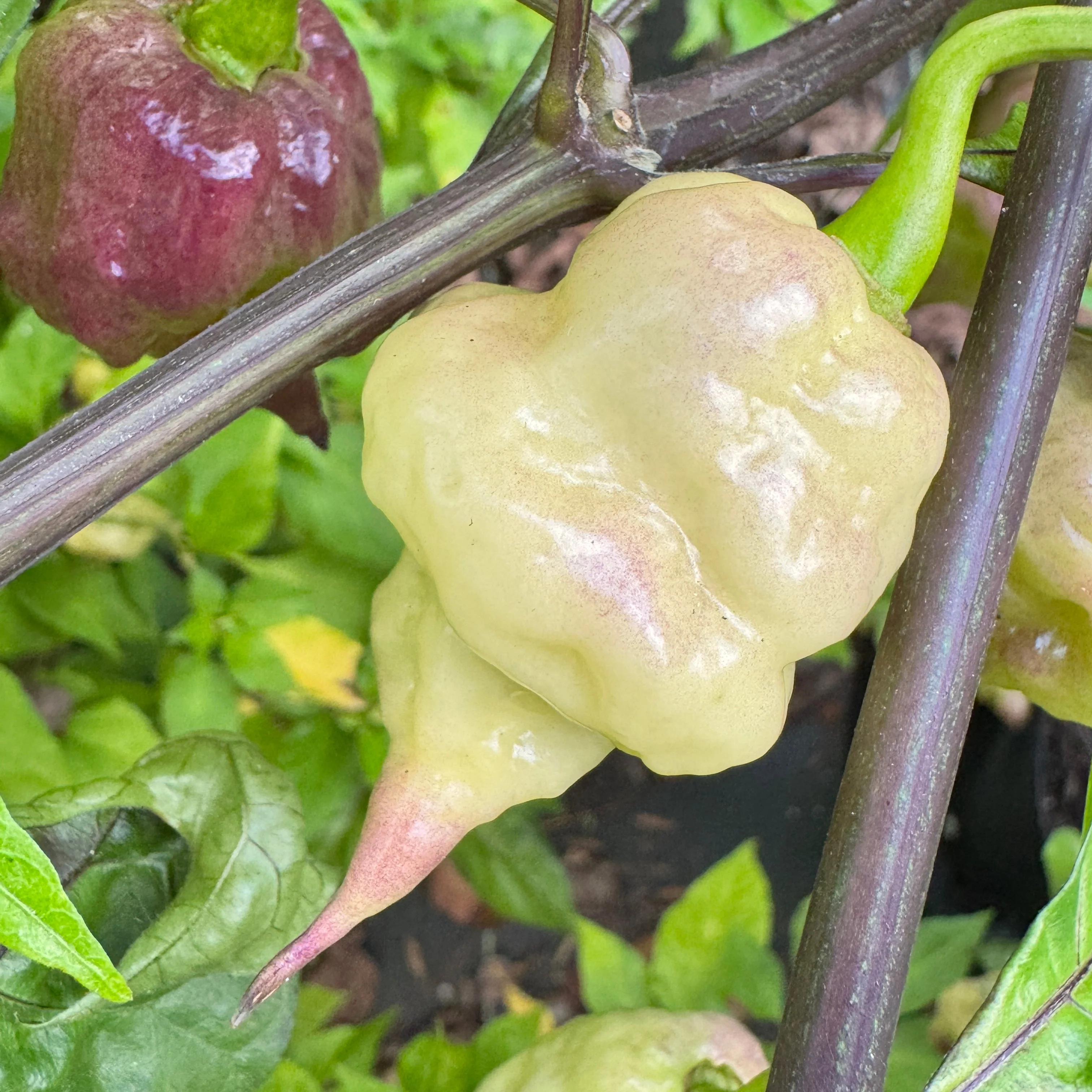 Jay’s × Pink × Reaper Lemon - Seeds - Image 4
