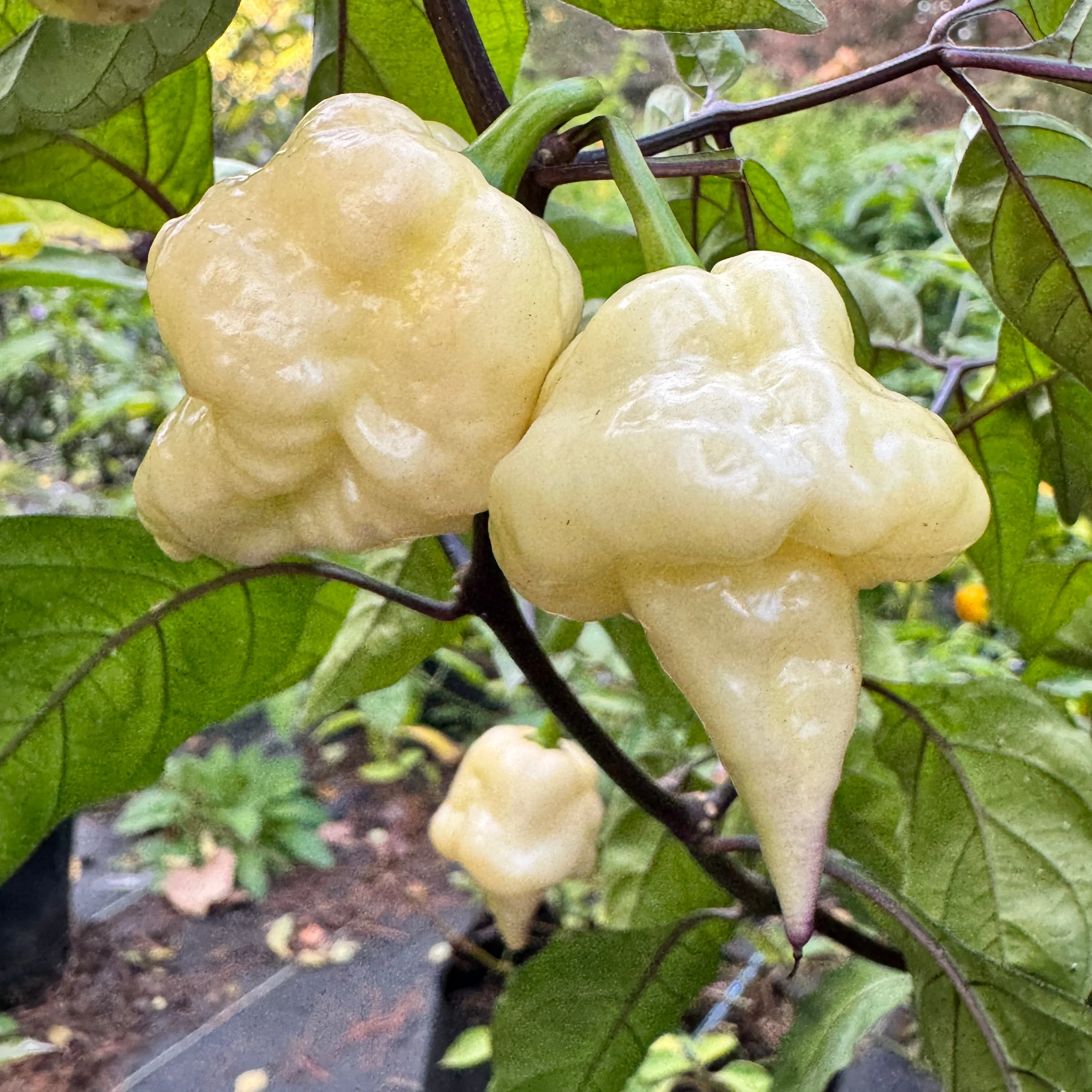 Jay’s × Pink × Reaper Lemon - Seeds - Image 5
