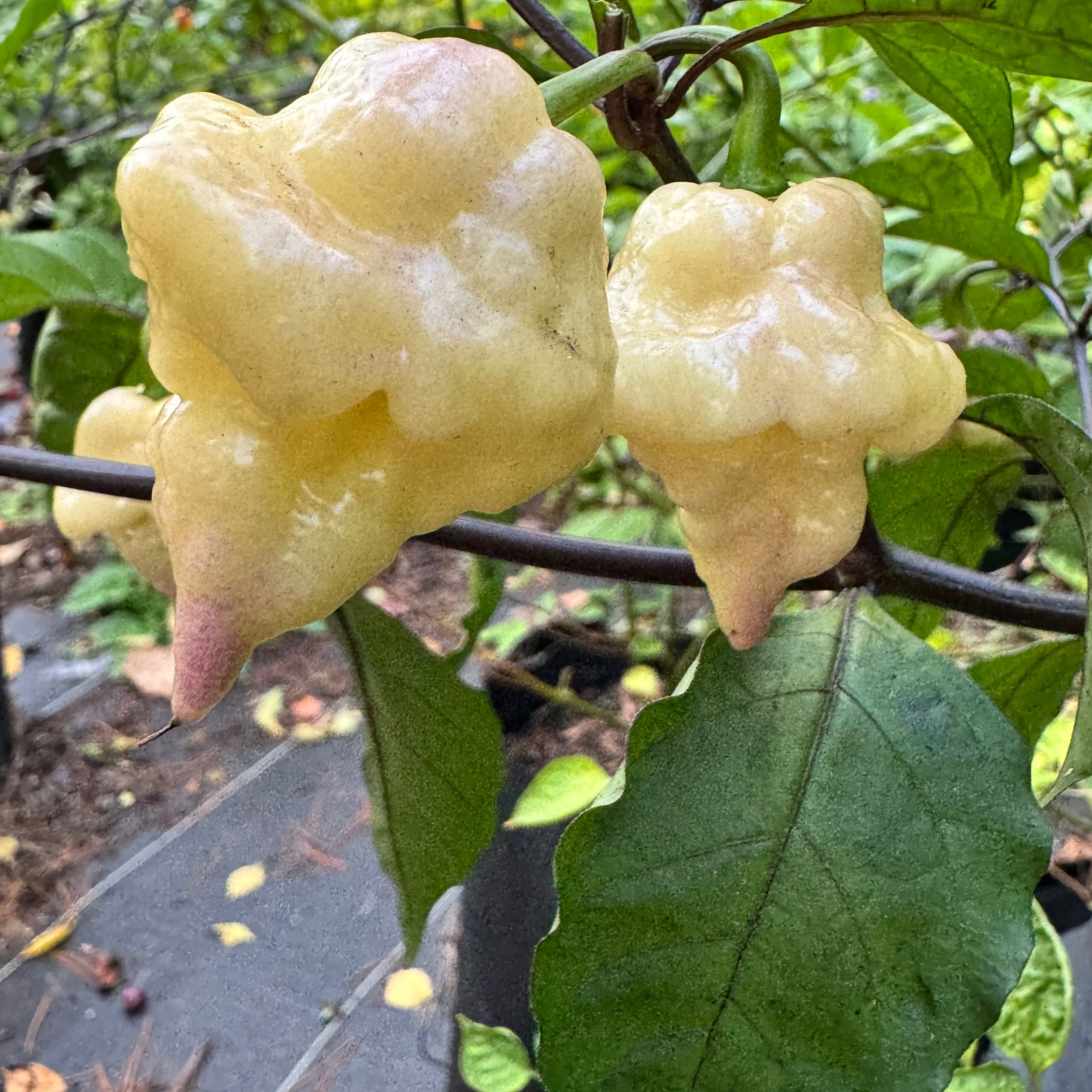 Jay’s × Pink × Reaper Lemon - Seeds - Image 6