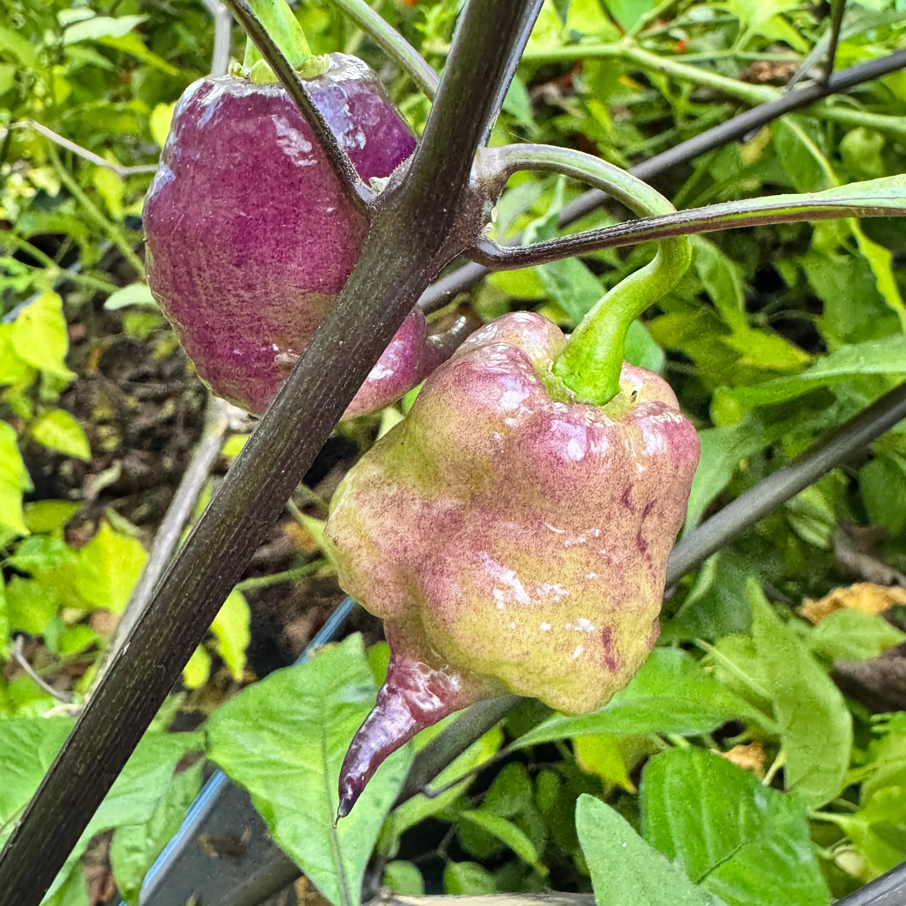 Jay’s × Pink × Reaper Lemon - Seeds - Image 7