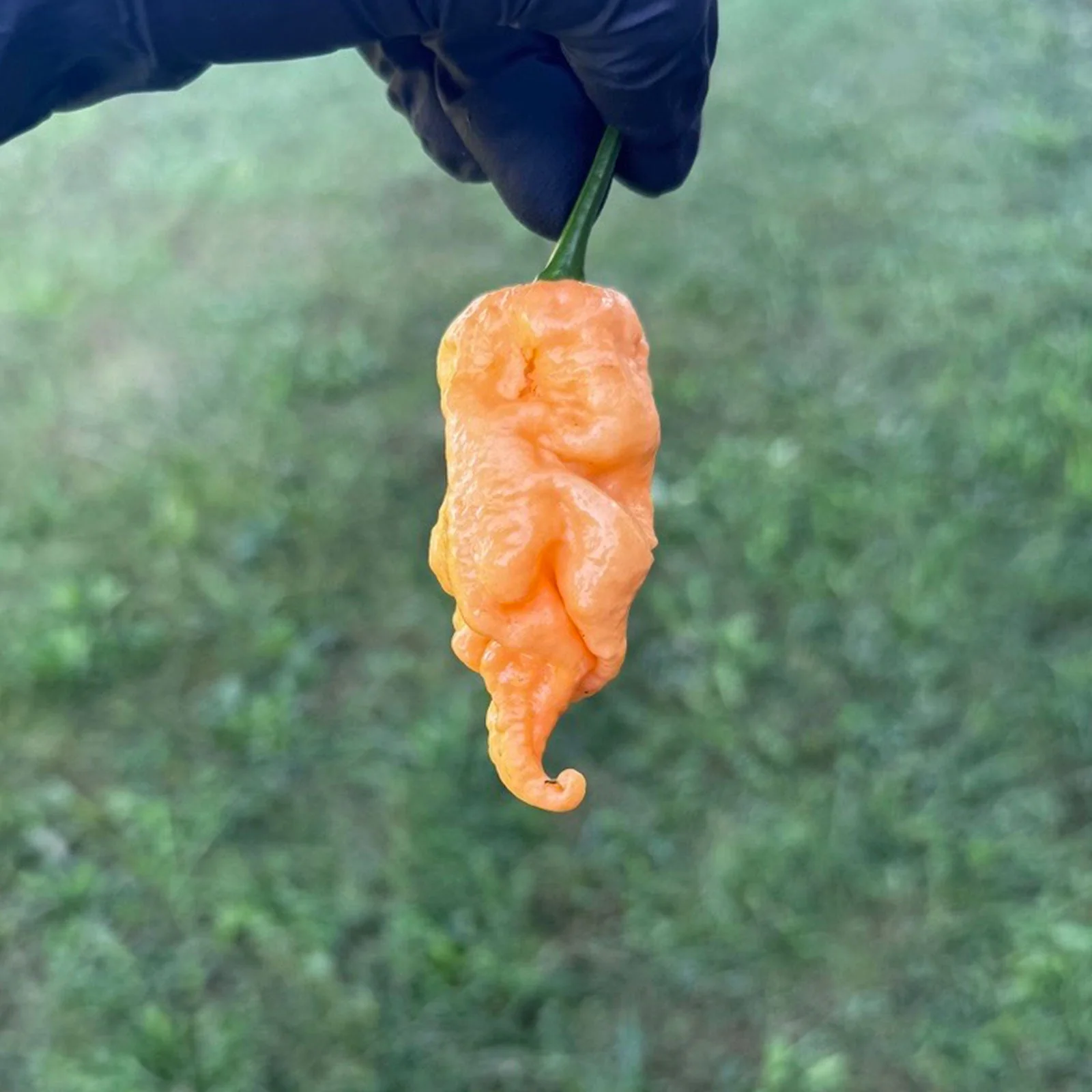 Jay's Peach Ghost Scorpion Pepper Seeds - Image 2