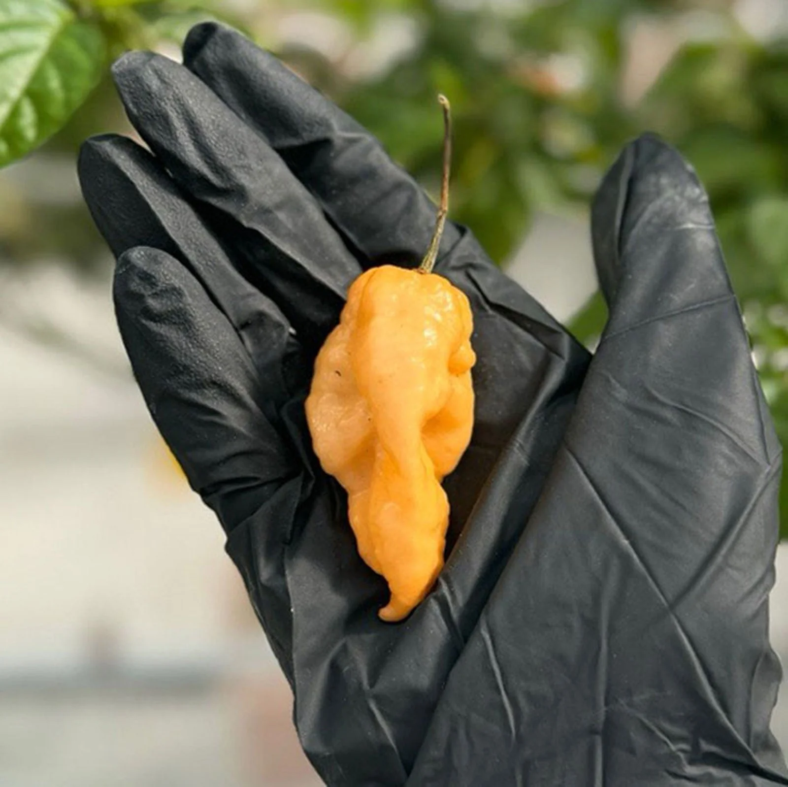 Jay's Peach Ghost Scorpion Pepper Seeds - Image 3
