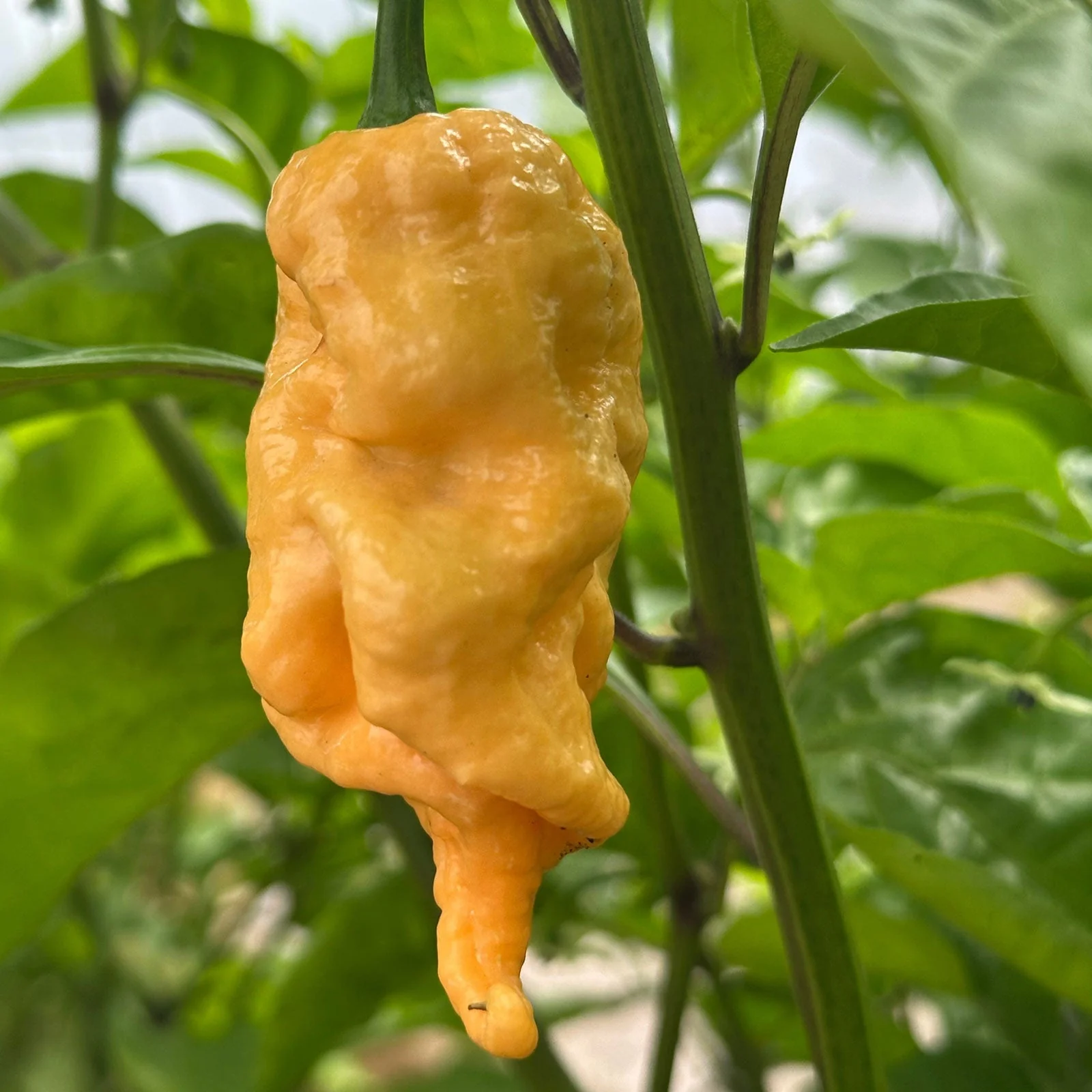 Jay's Peach Ghost Scorpion Pepper Seeds - Image 5