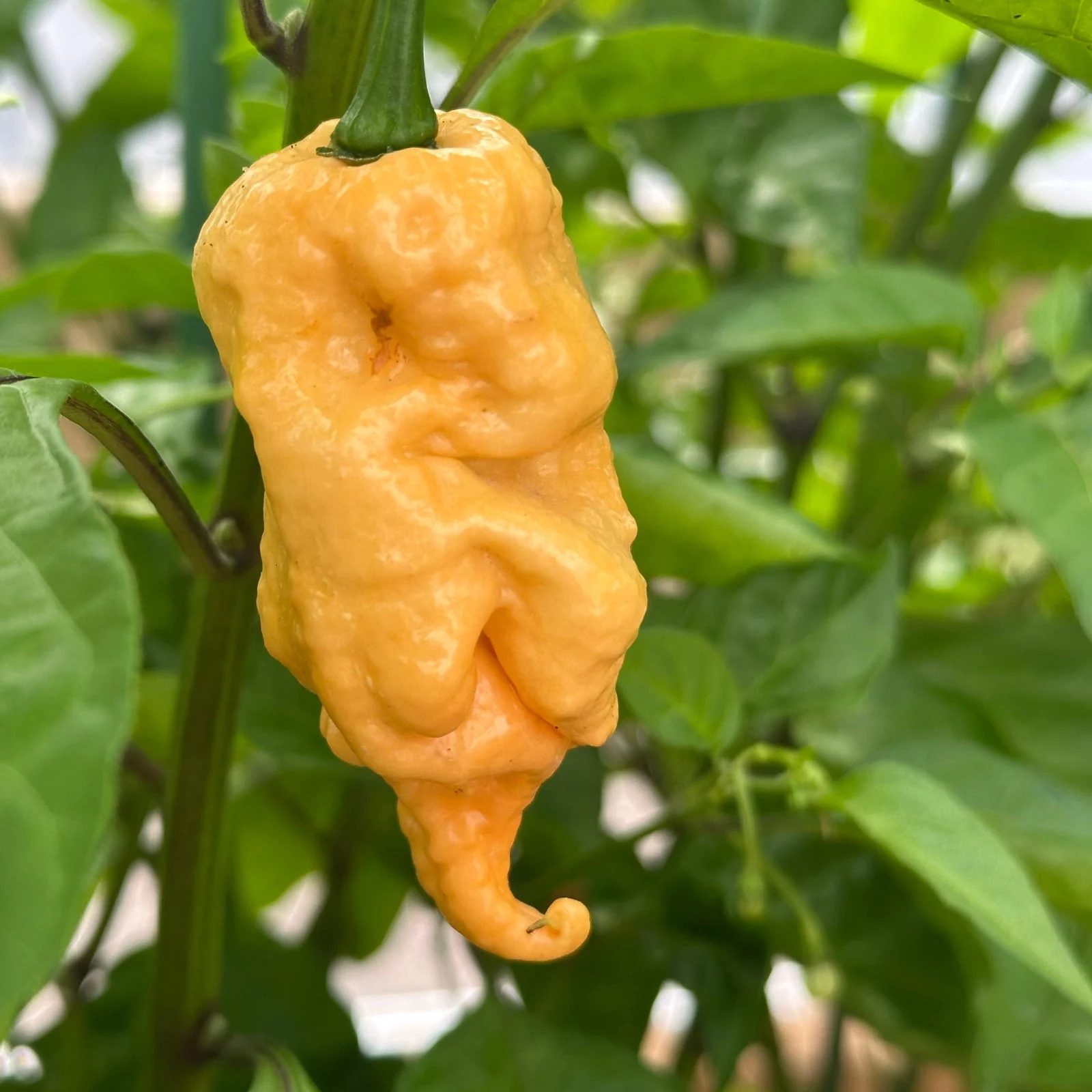 Jay's Peach Ghost Scorpion Pepper Seeds - Image 6