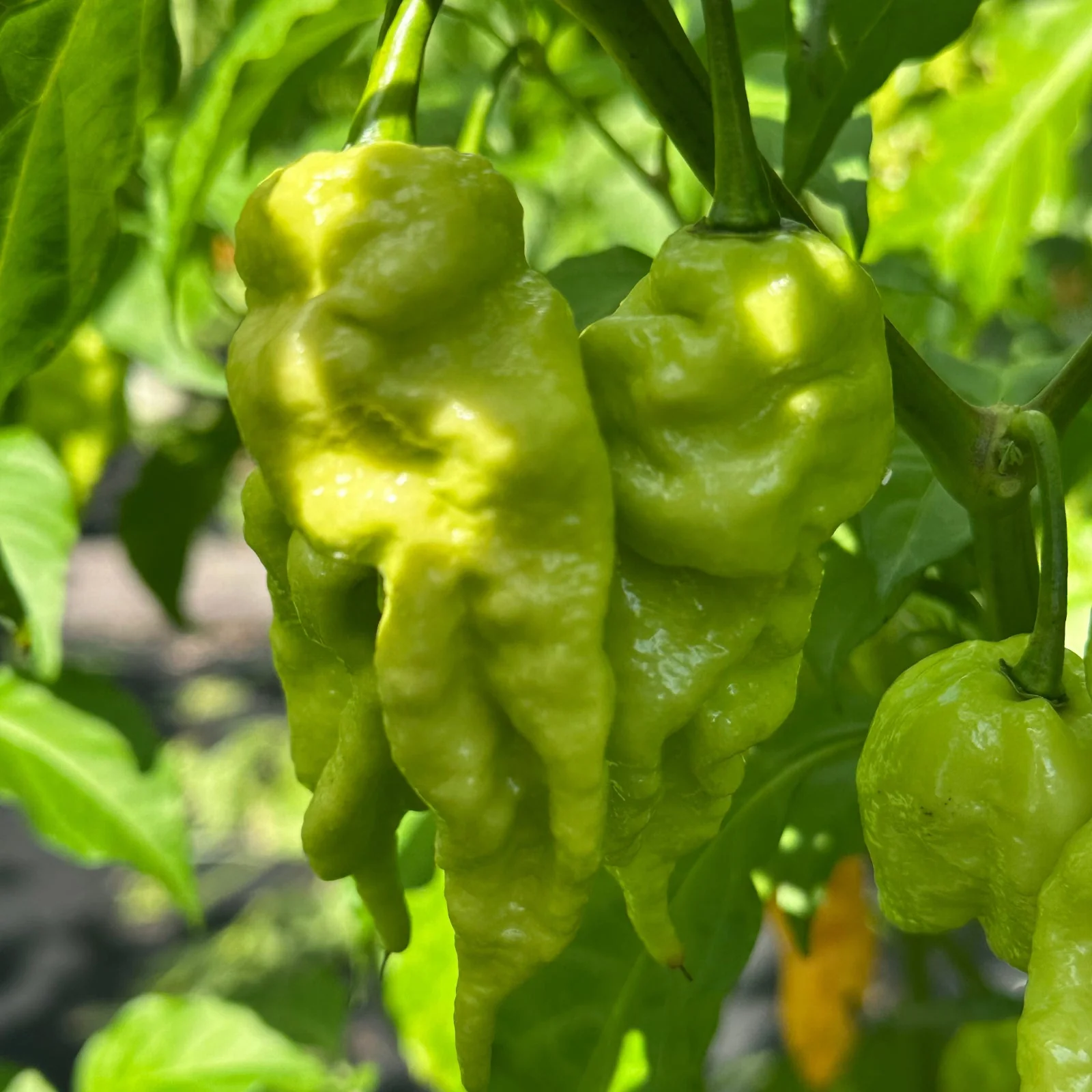Jay's Peach Ghost Scorpion Pepper Seeds - Image 7