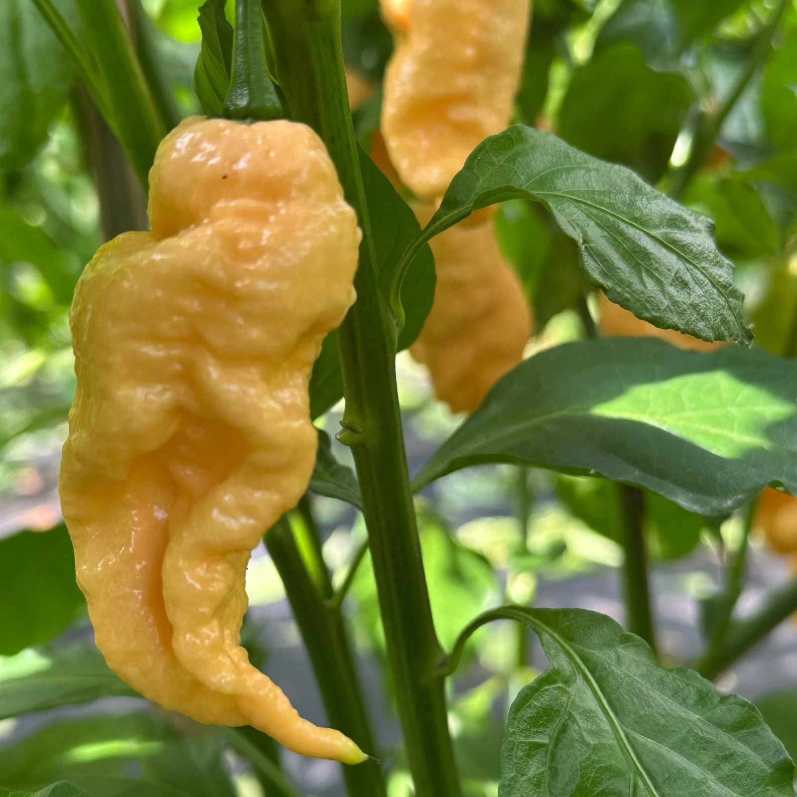 Jay's Peach Ghost Scorpion Pepper Seeds - Image 8