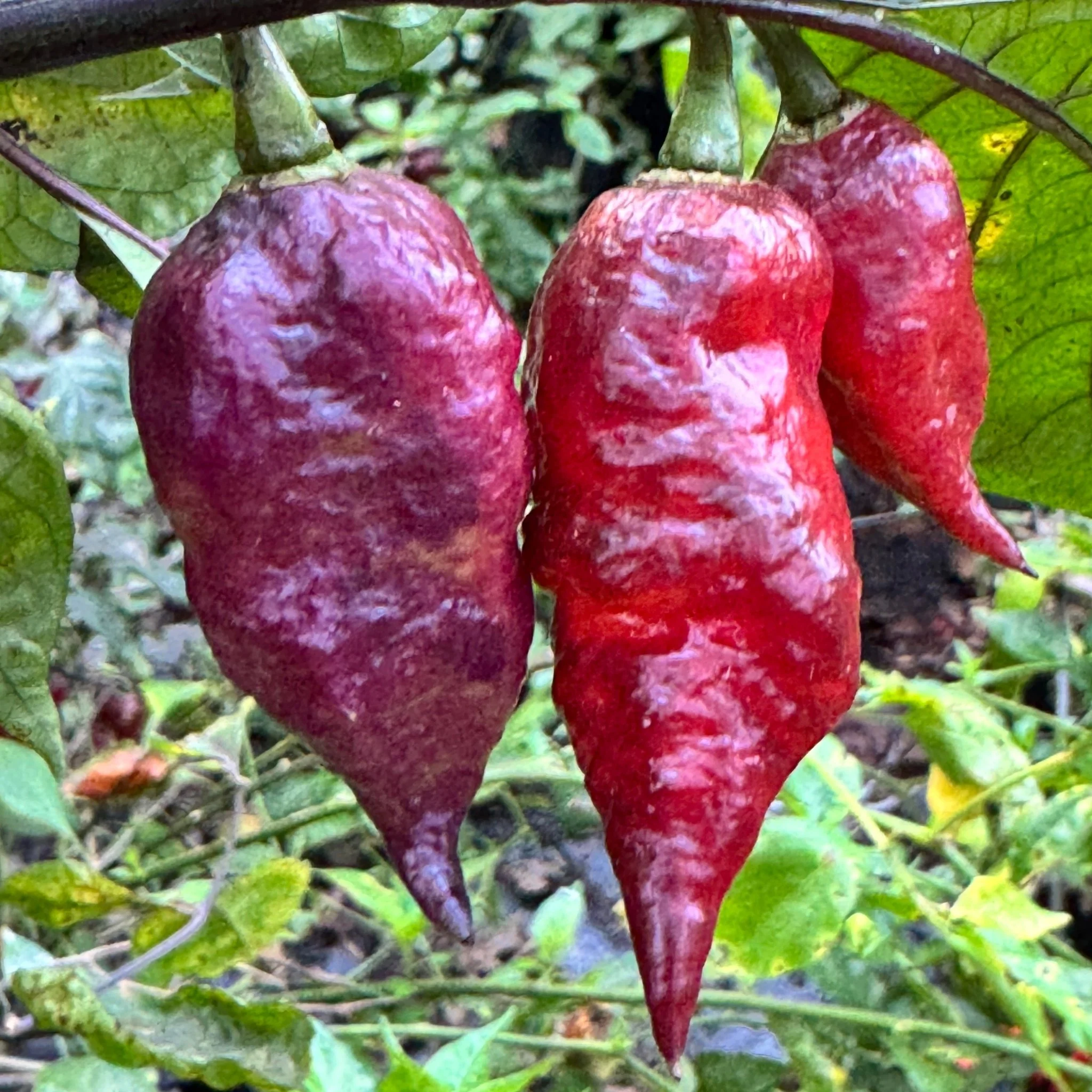 Jay's Pink Black - Seeds - Image 8