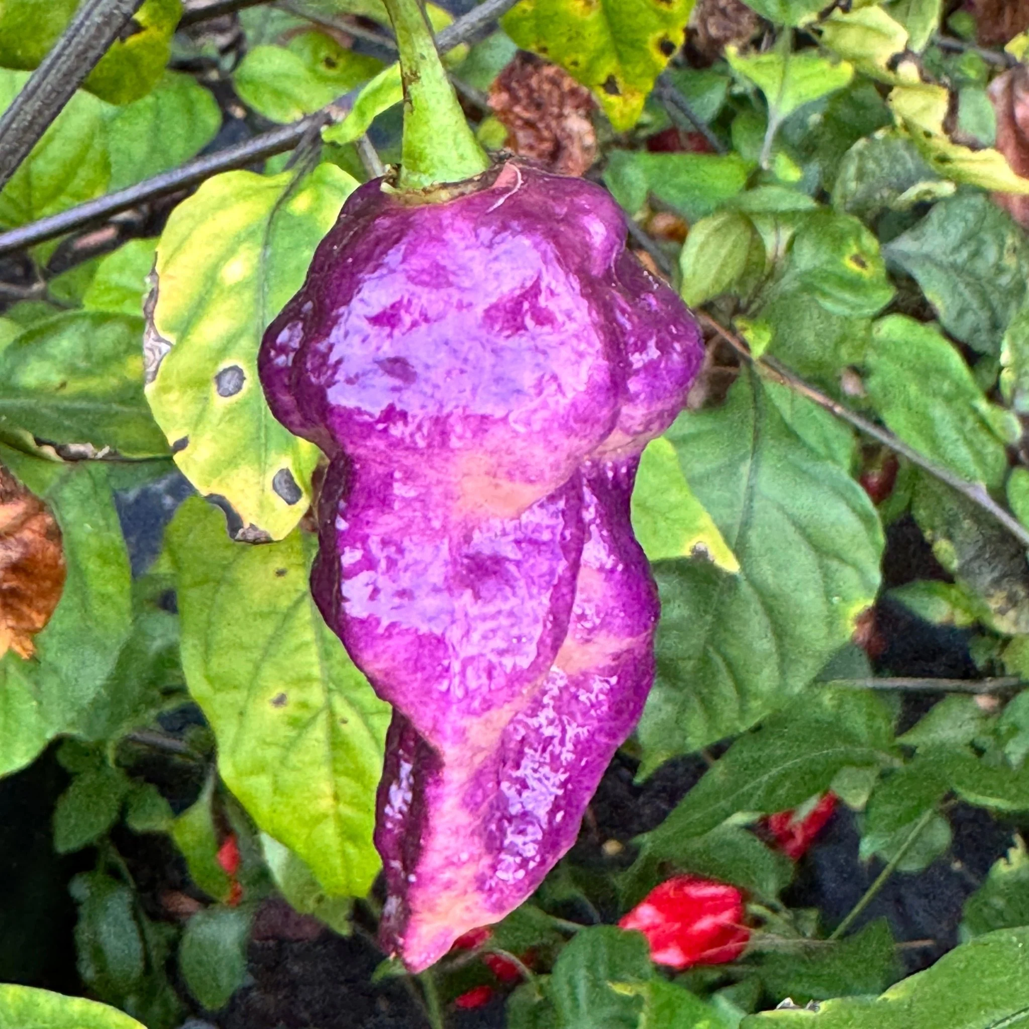 Jay's Pink Purple Ghost Scorpion - Seeds - Image 2