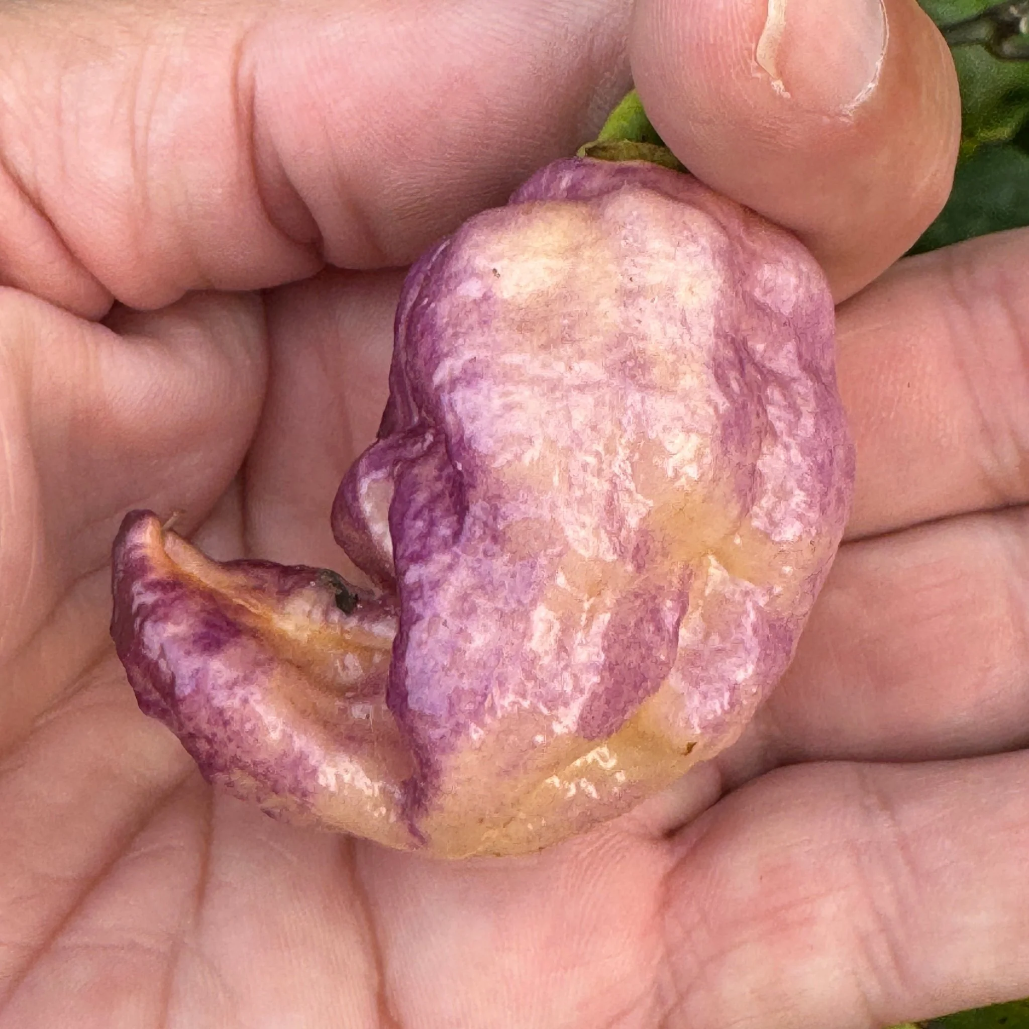 Jay's Pink Purple Ghost Scorpion - Seeds - Image 3