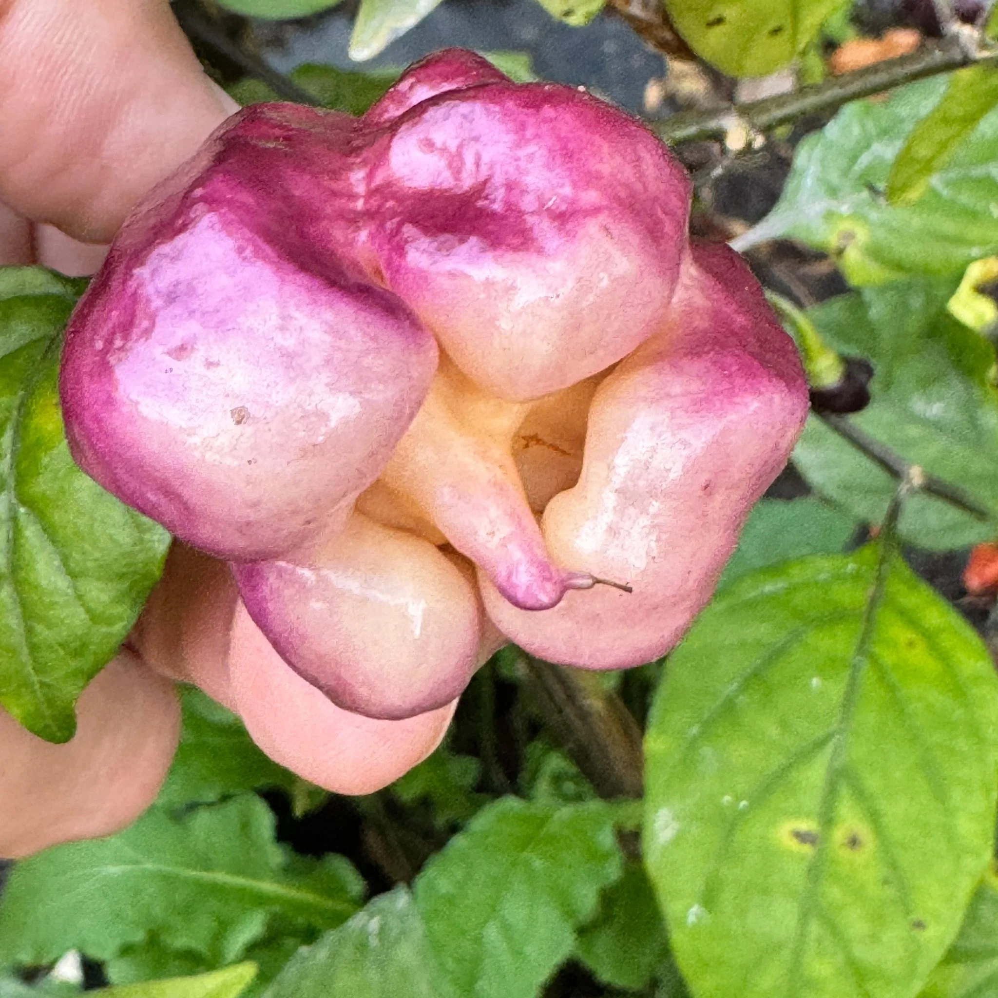 Jay's Pink Purple Ghost Scorpion - Seeds - Image 4