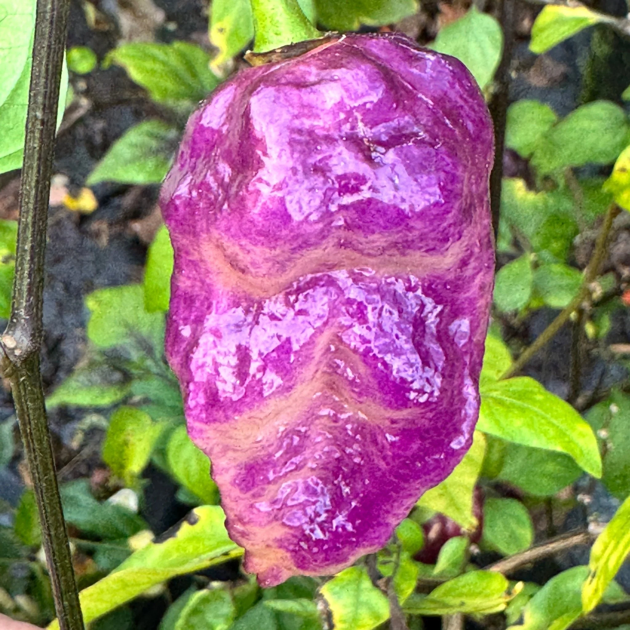 Jay's Pink Purple Ghost Scorpion - Seeds - Image 5