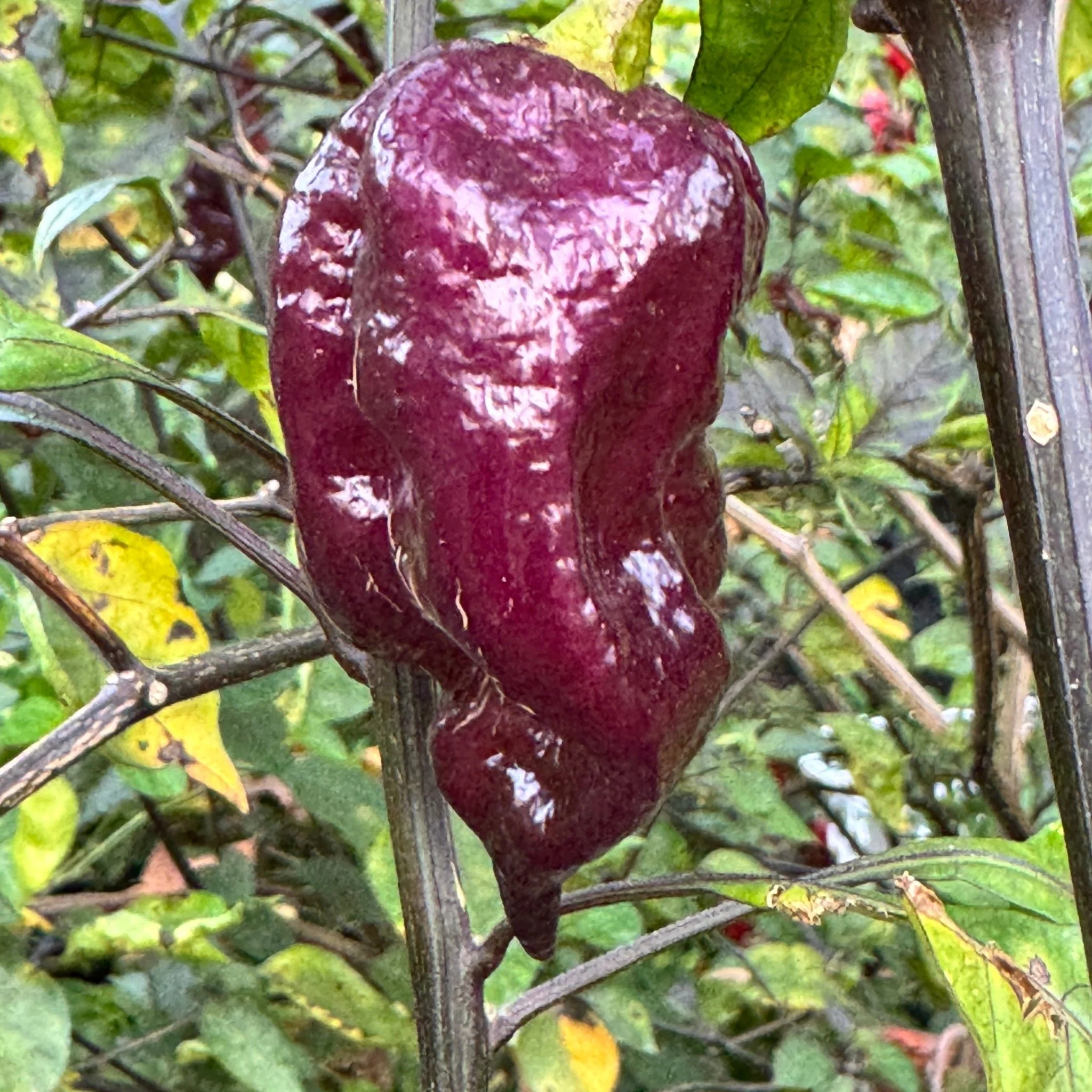 Jay's Pink Purple Ghost Scorpion - Seeds - Image 6