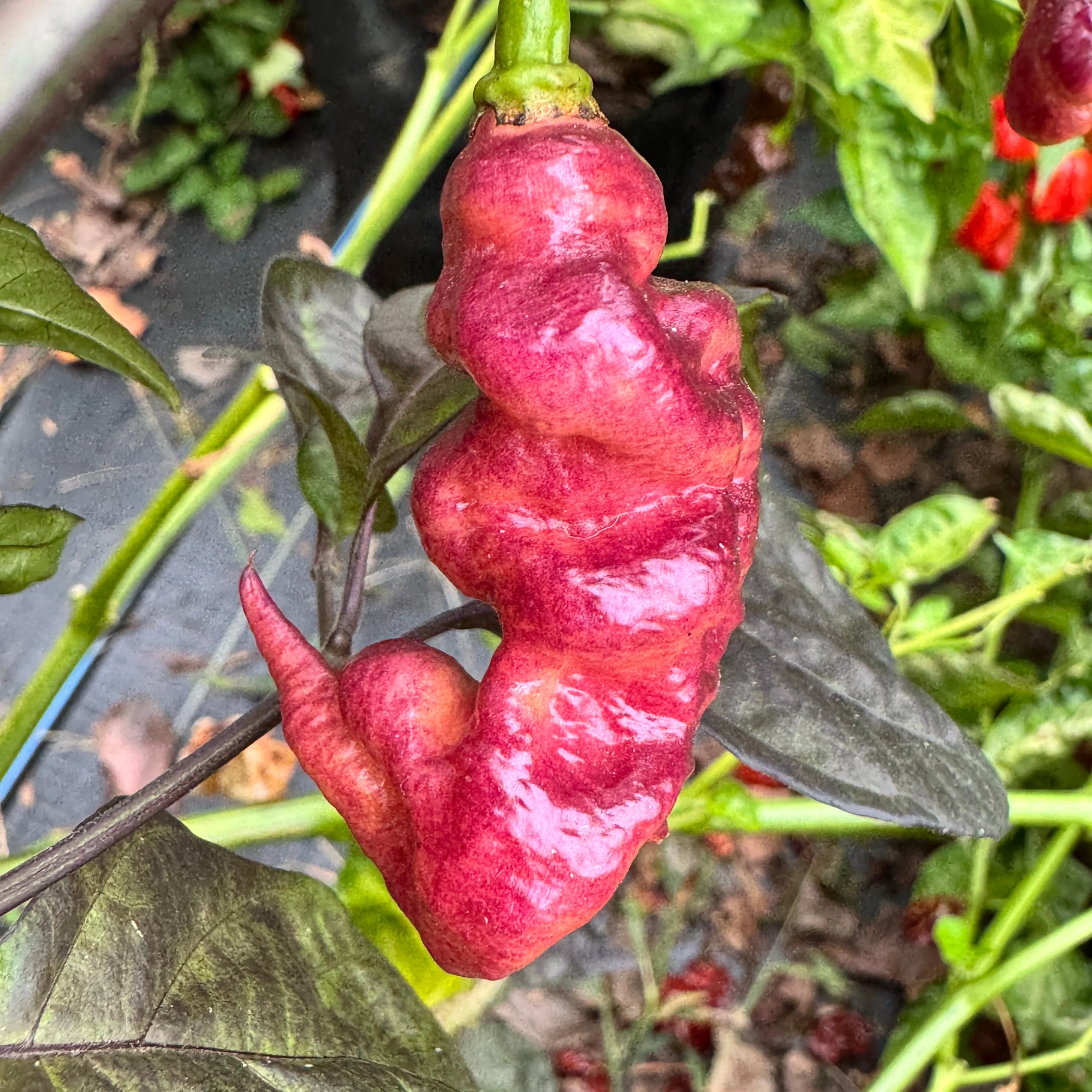 Jay's Pink - Seeds - Image 2
