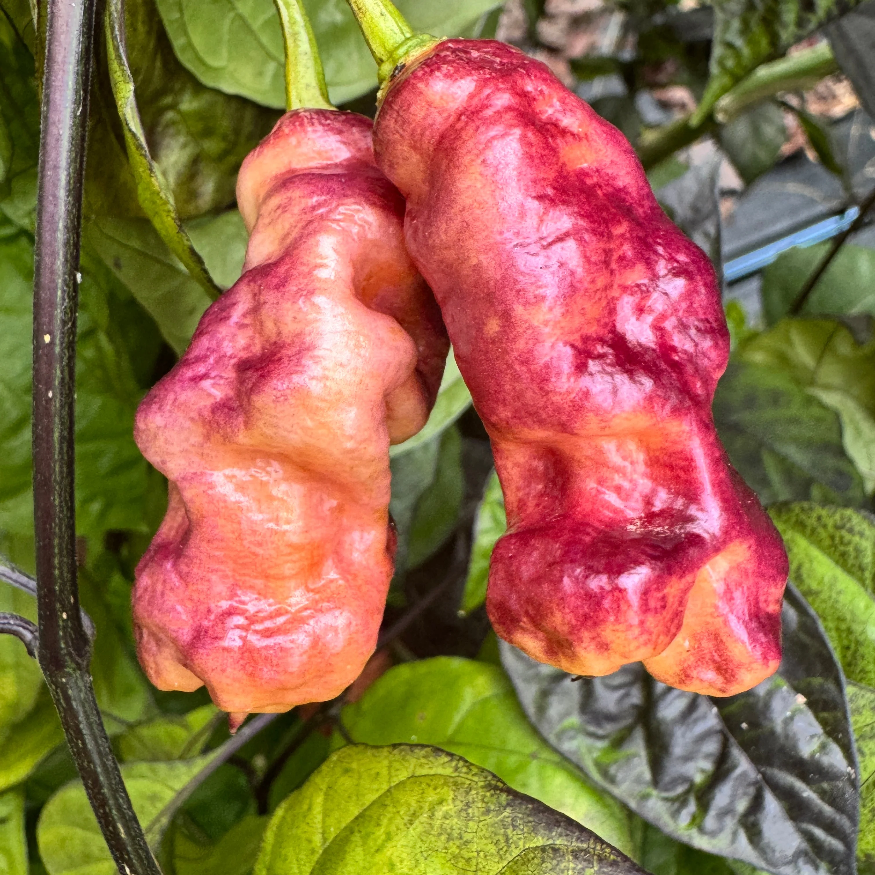 Jay's Pink - Seeds - Image 3