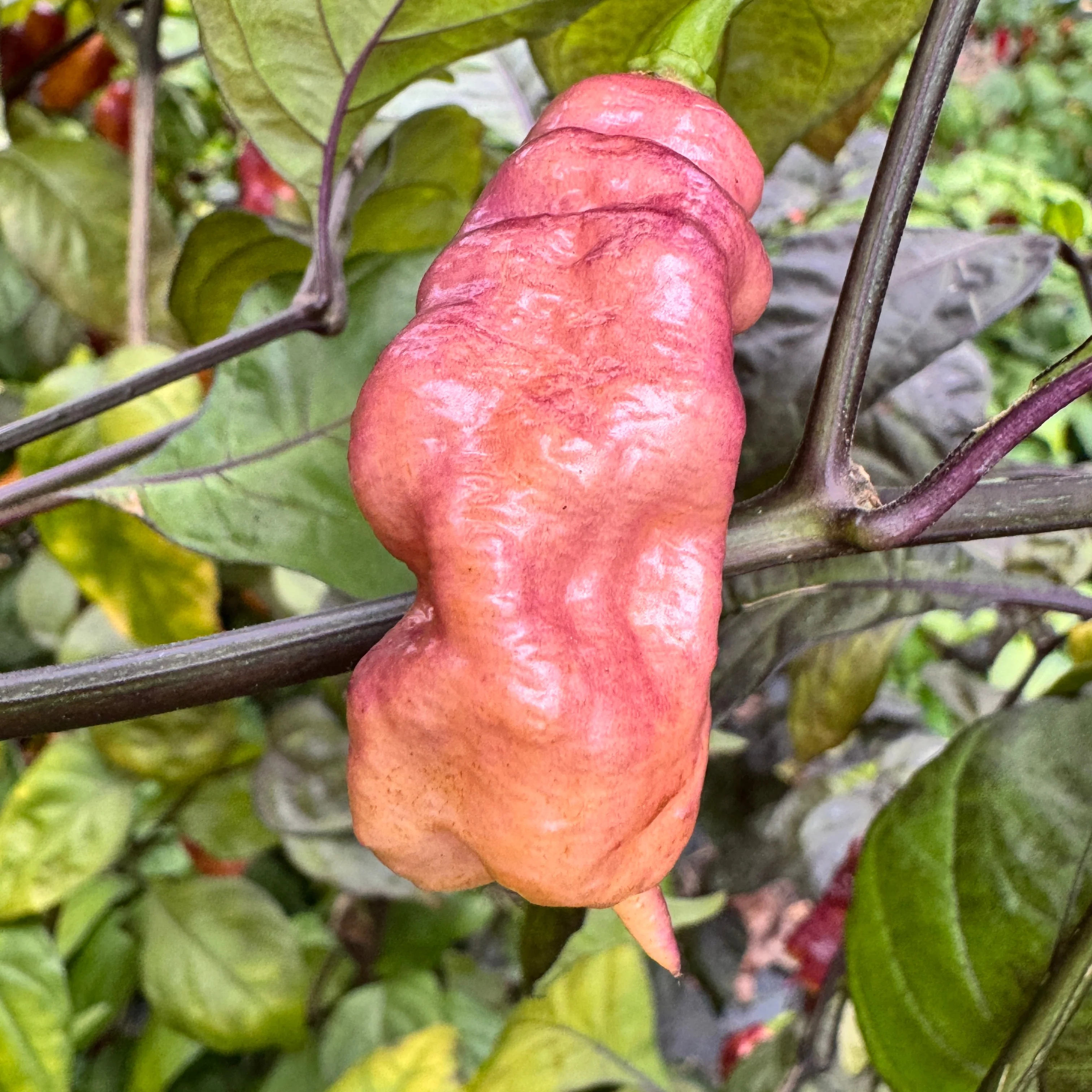 Jay's Pink - Seeds - Image 5
