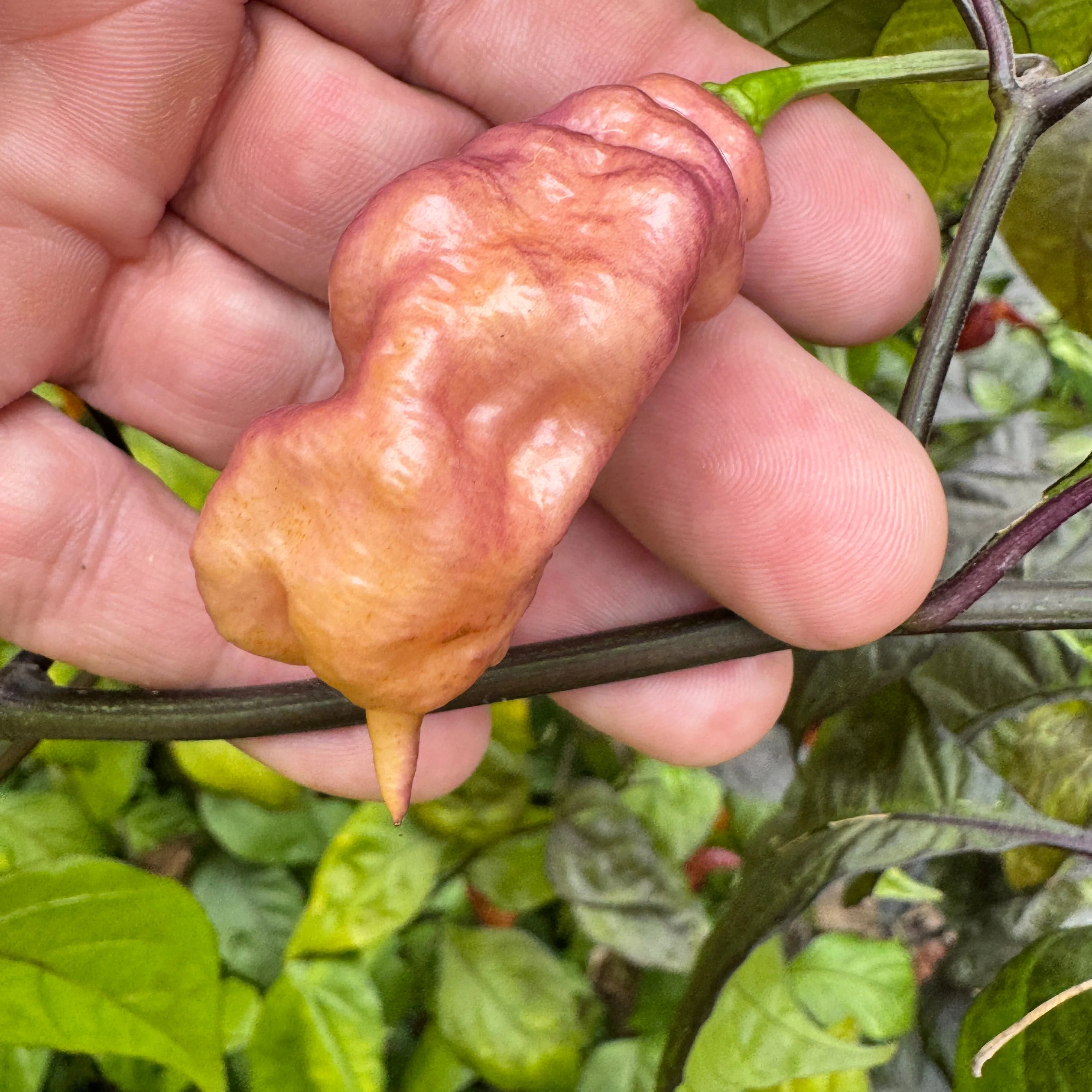 Jay's Pink - Seeds - Image 6