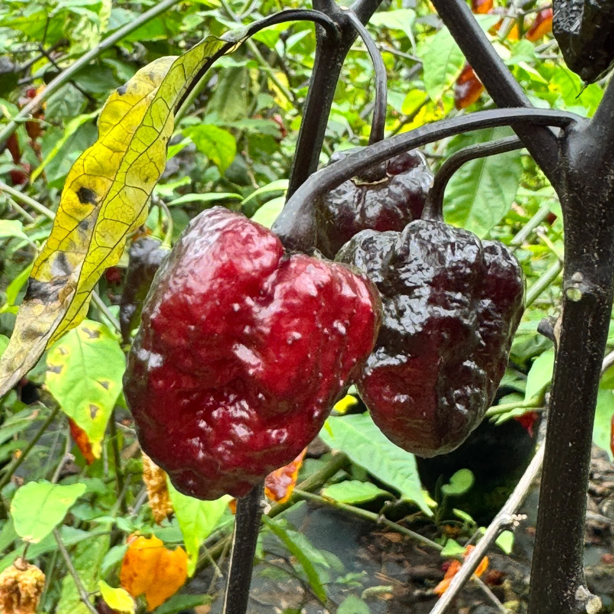 Jay's Pink x Leopard Reaper - Seeds - Image 2