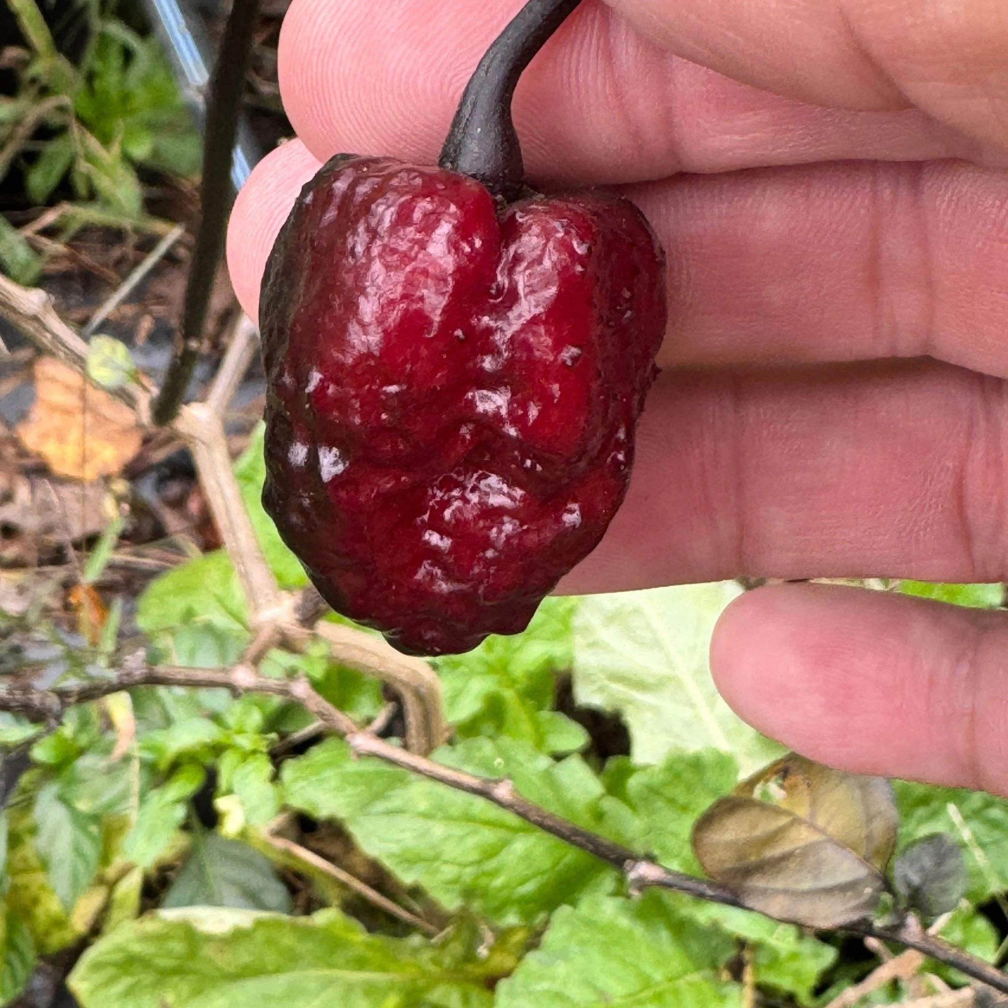 Jay's Pink x Leopard Reaper - Seeds - Image 3