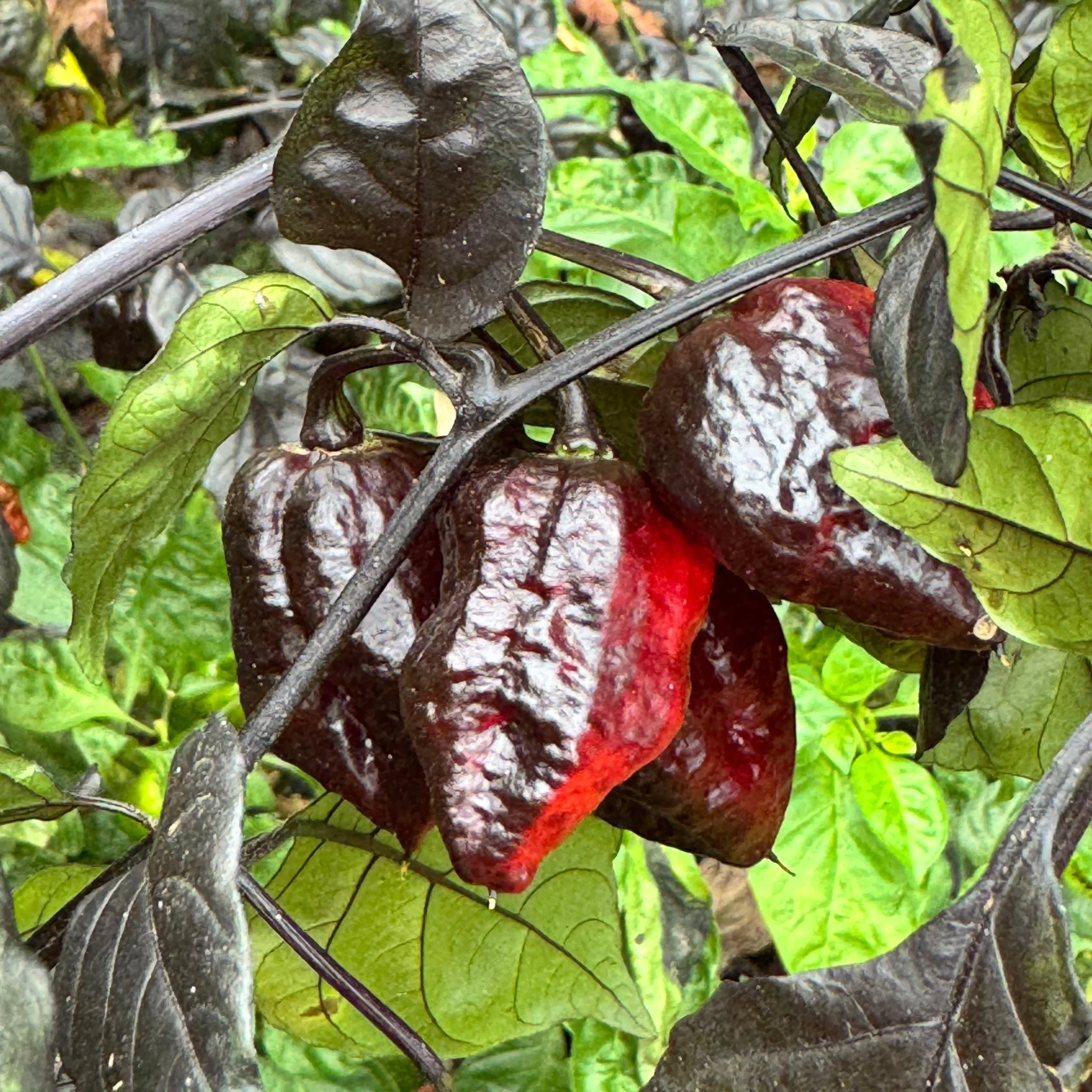 Jay's Pink x Leopard Reaper - Seeds - Image 4