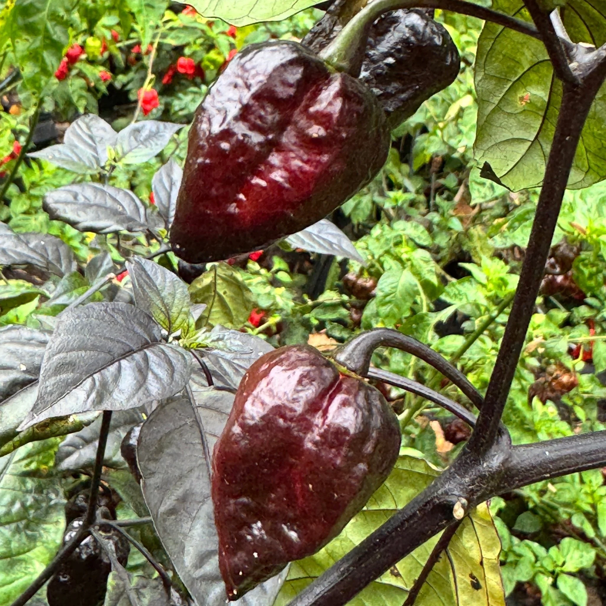 Jay's Pink x Leopard Reaper - Seeds - Image 5